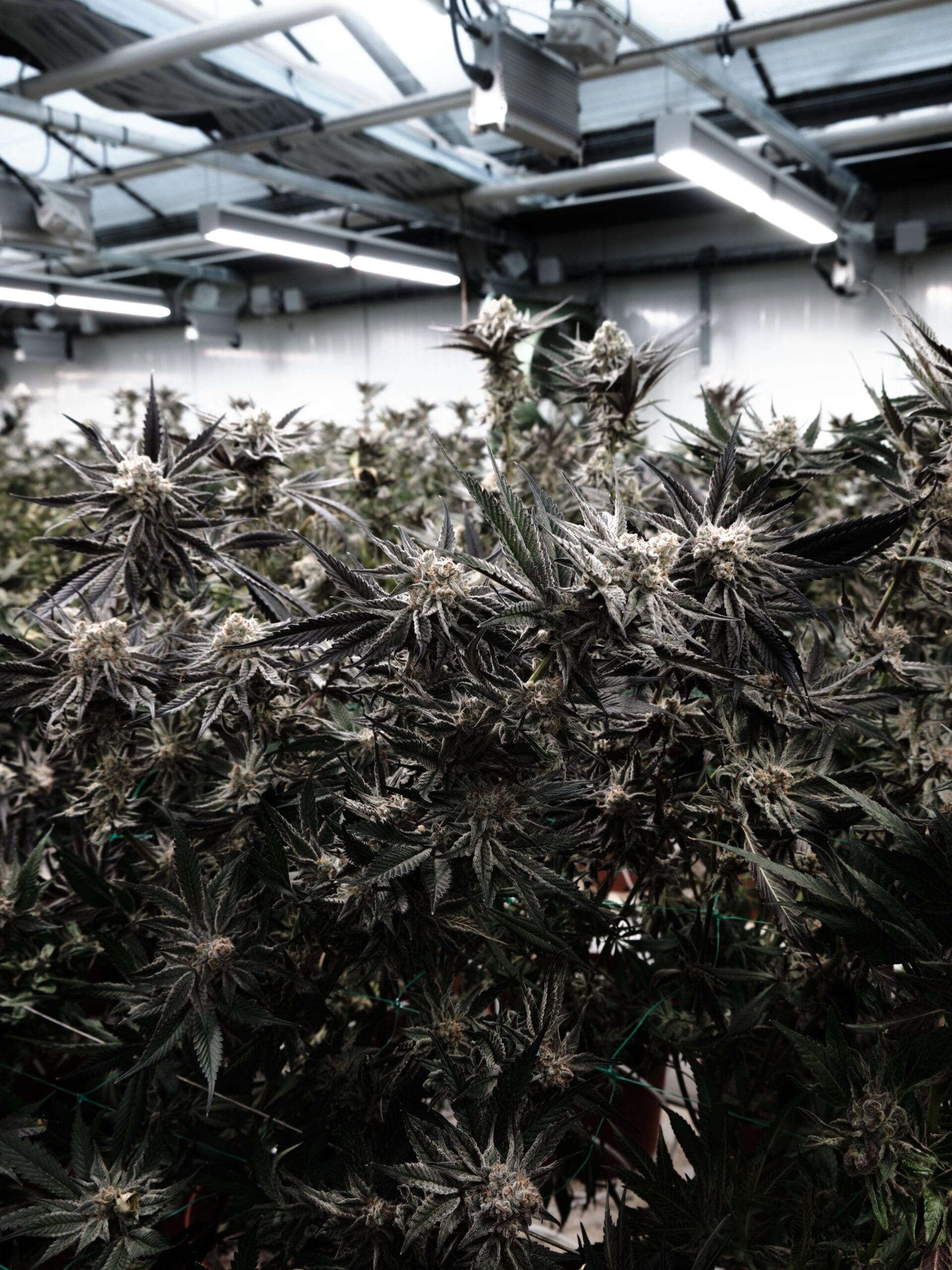 Cannabis Club Bremen: Anbau Allianz Niedersachsen e. V. — Bild 7