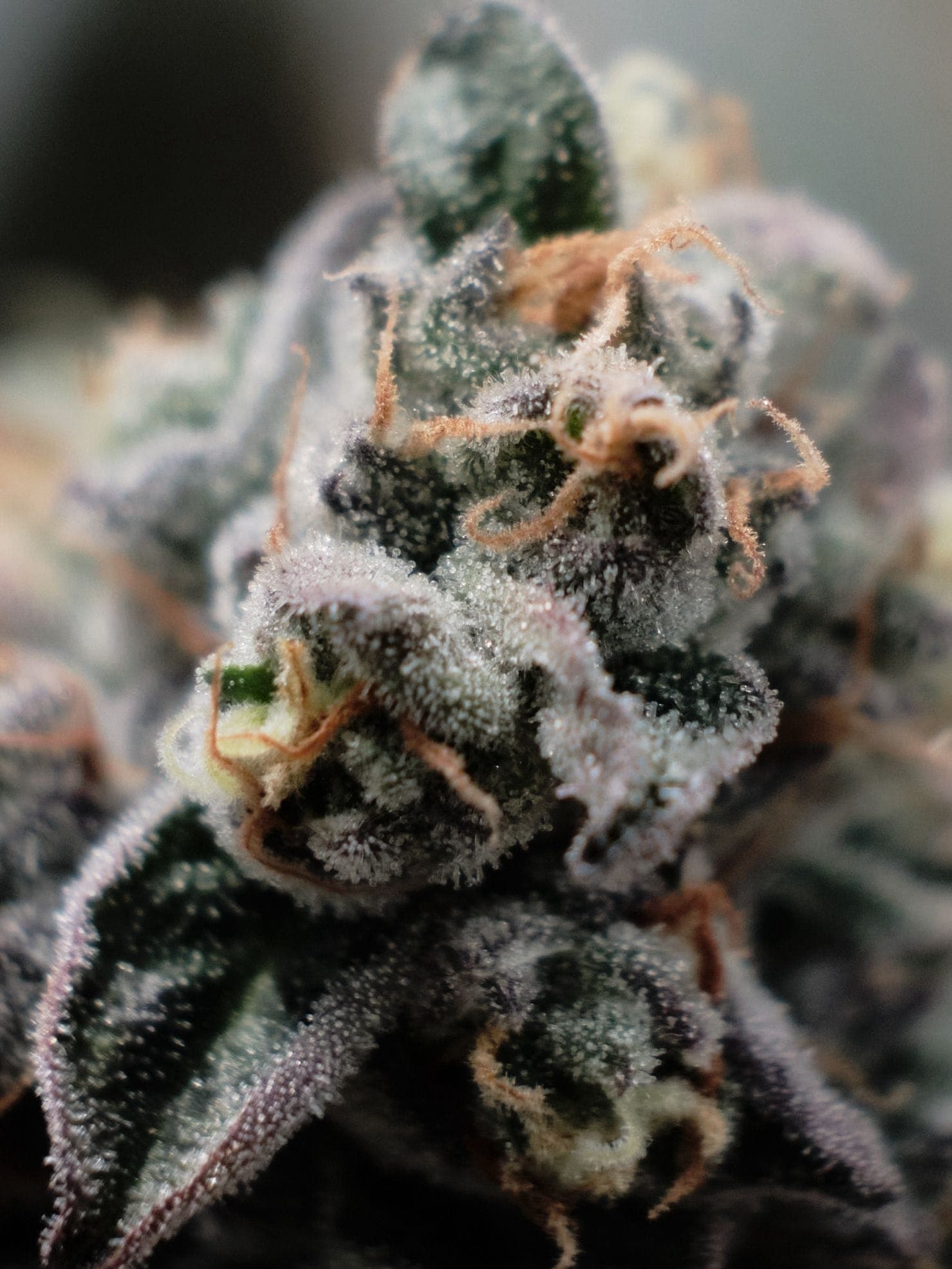 Cannabis Club Bremen: Anbau Allianz Niedersachsen e. V. — Bild 10