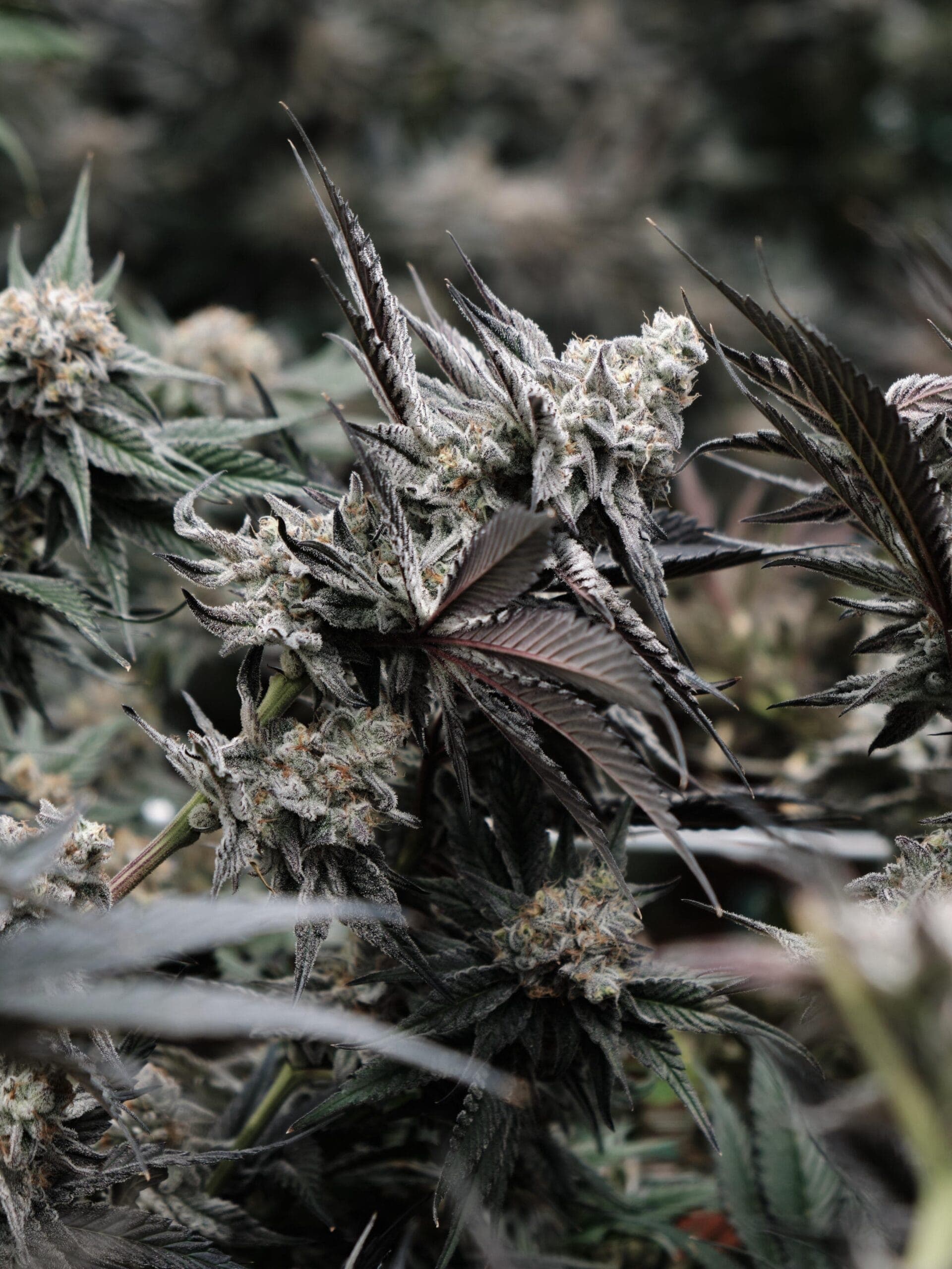 Cannabis Club Bremen: Anbau Allianz Niedersachsen e. V. — Bild 8