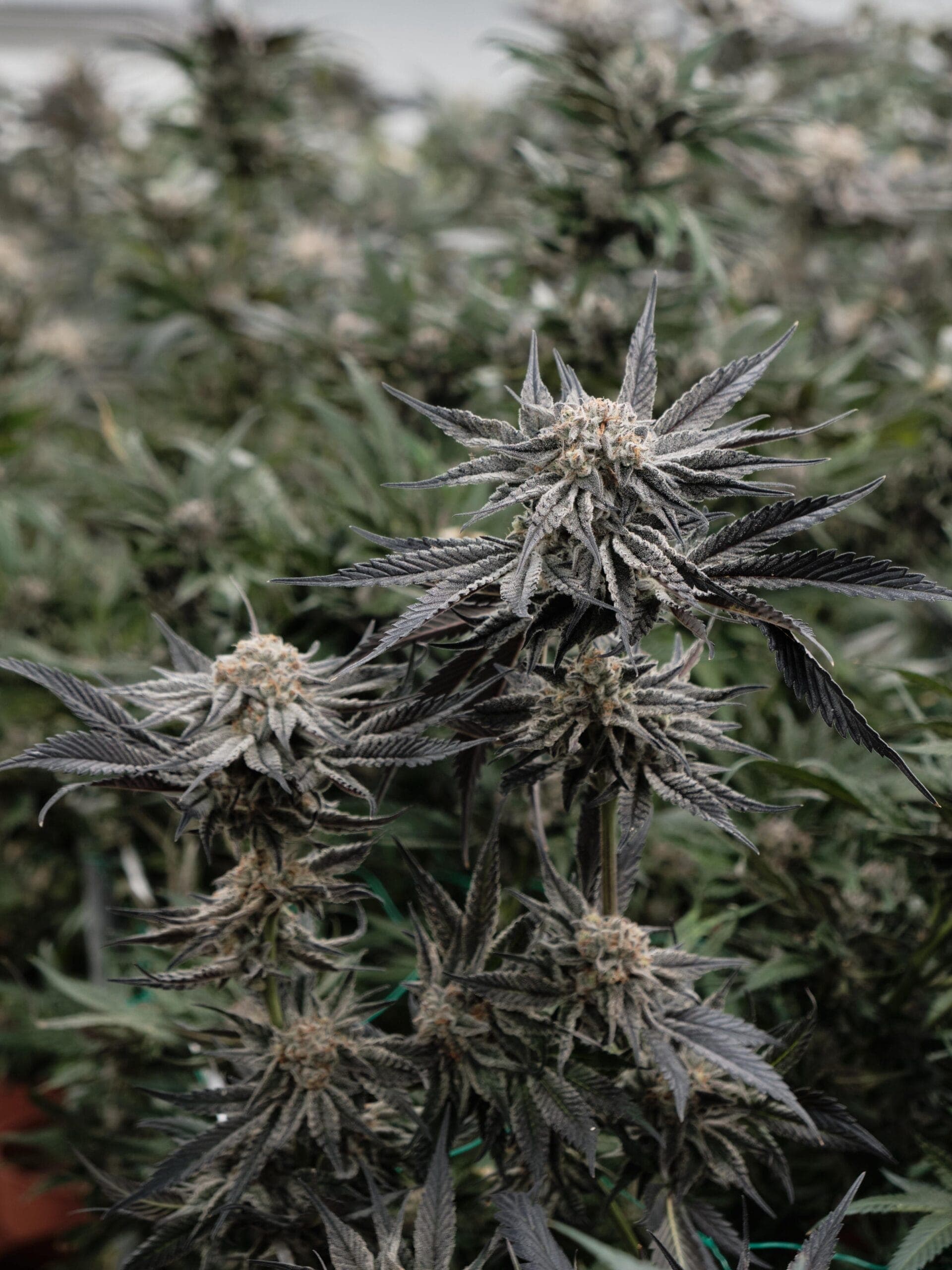 Cannabis Club Bremen: Anbau Allianz Niedersachsen e. V. — Bild 9