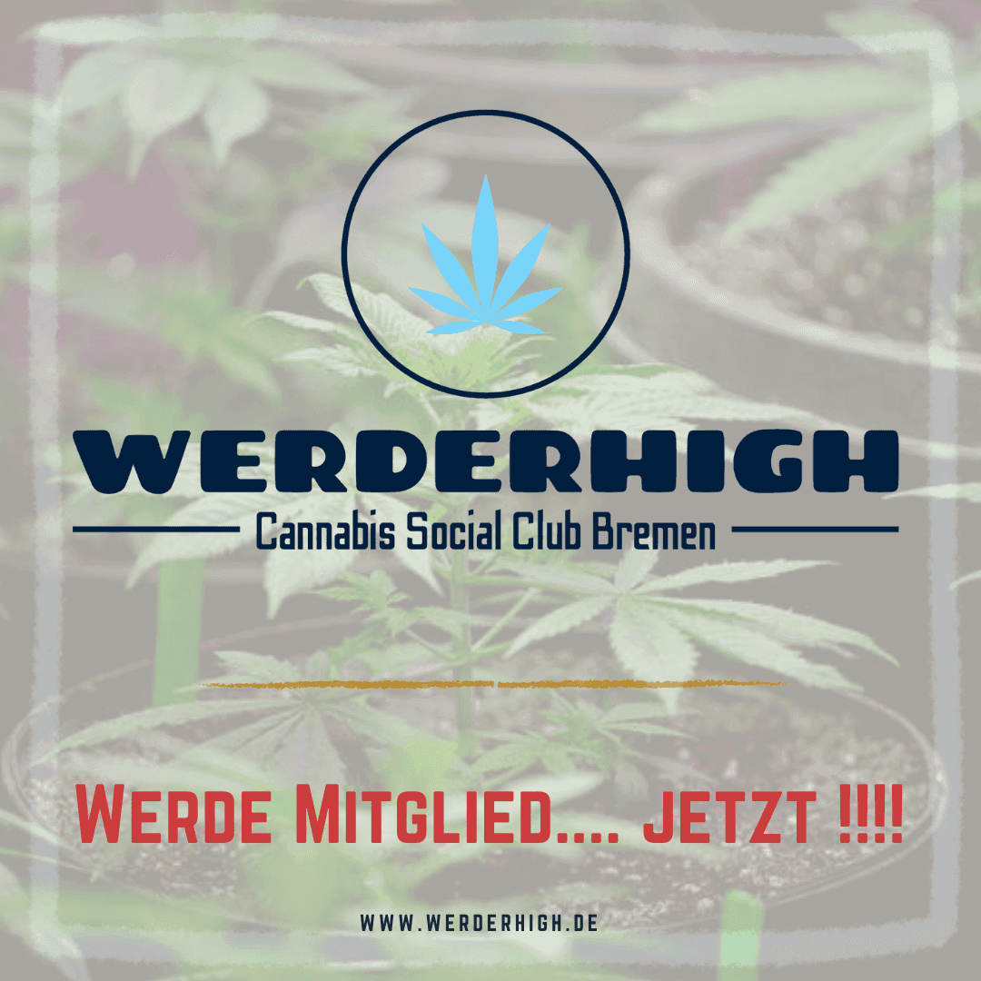 WERDERHIGH e.V. — Bild 5