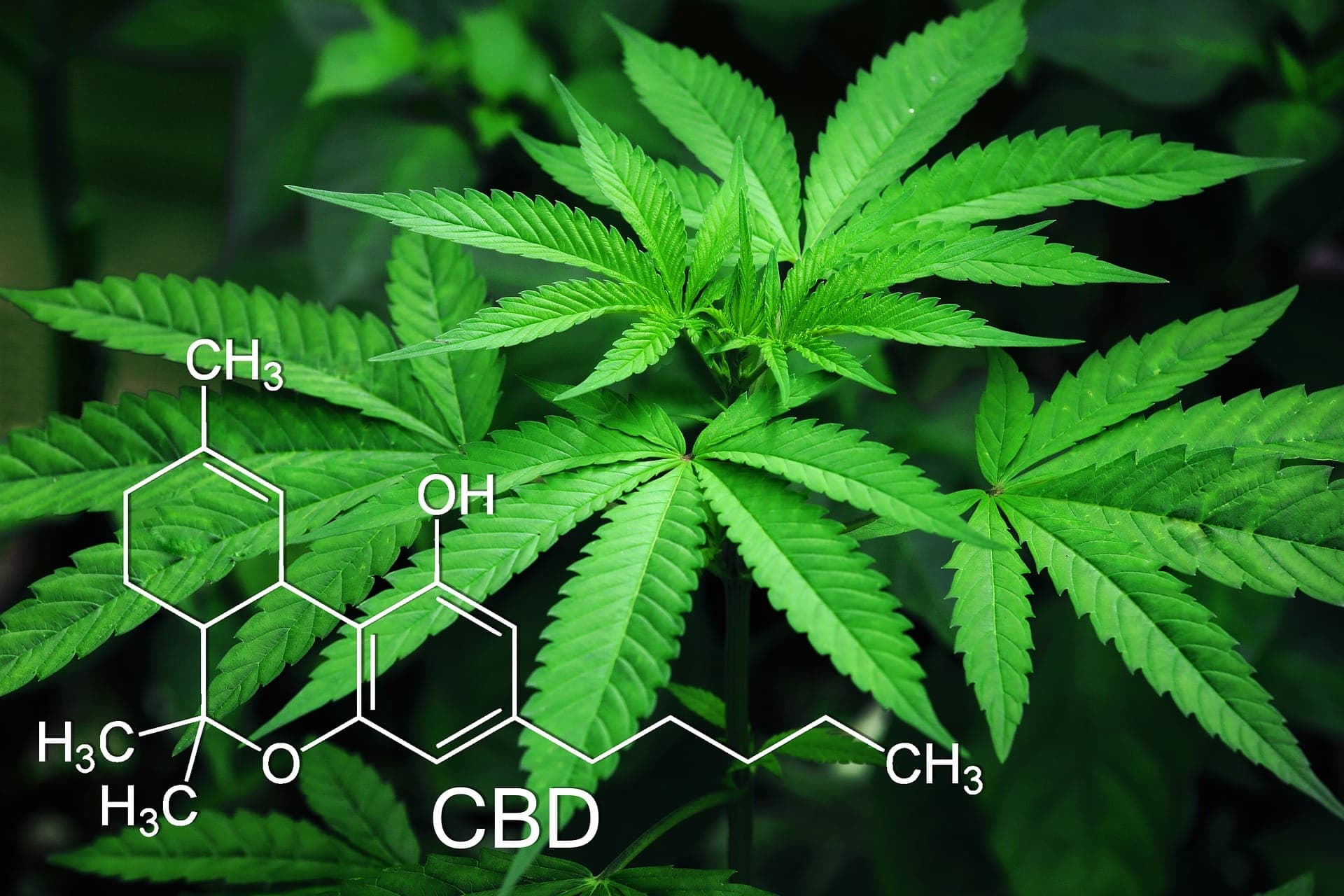 Cannabis Social Club 089 — Bild 1
