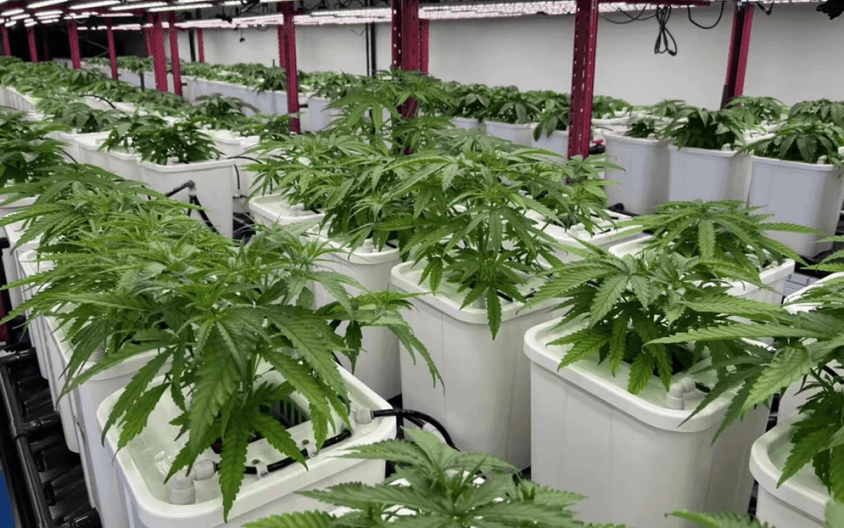 Cannabis Social Club Greeners e.V. — Bild 3