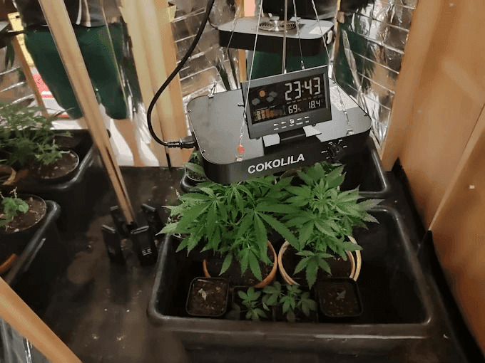Bodensee Cannabis Club — Bild 4