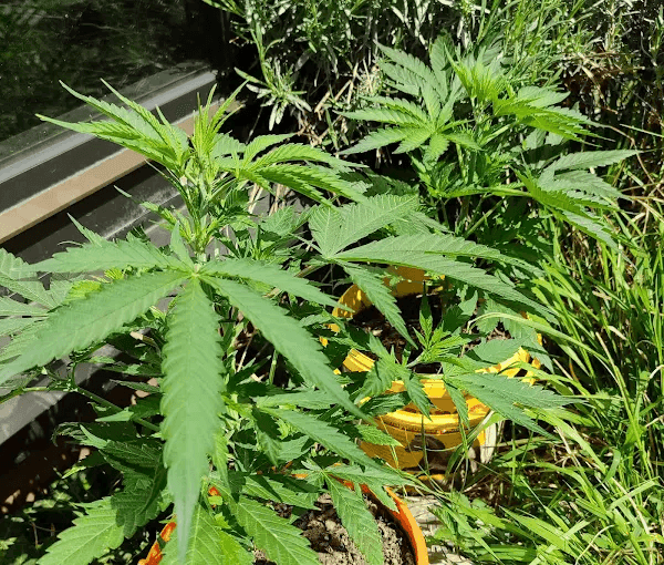 Bodensee Cannabis Club — Bild 3