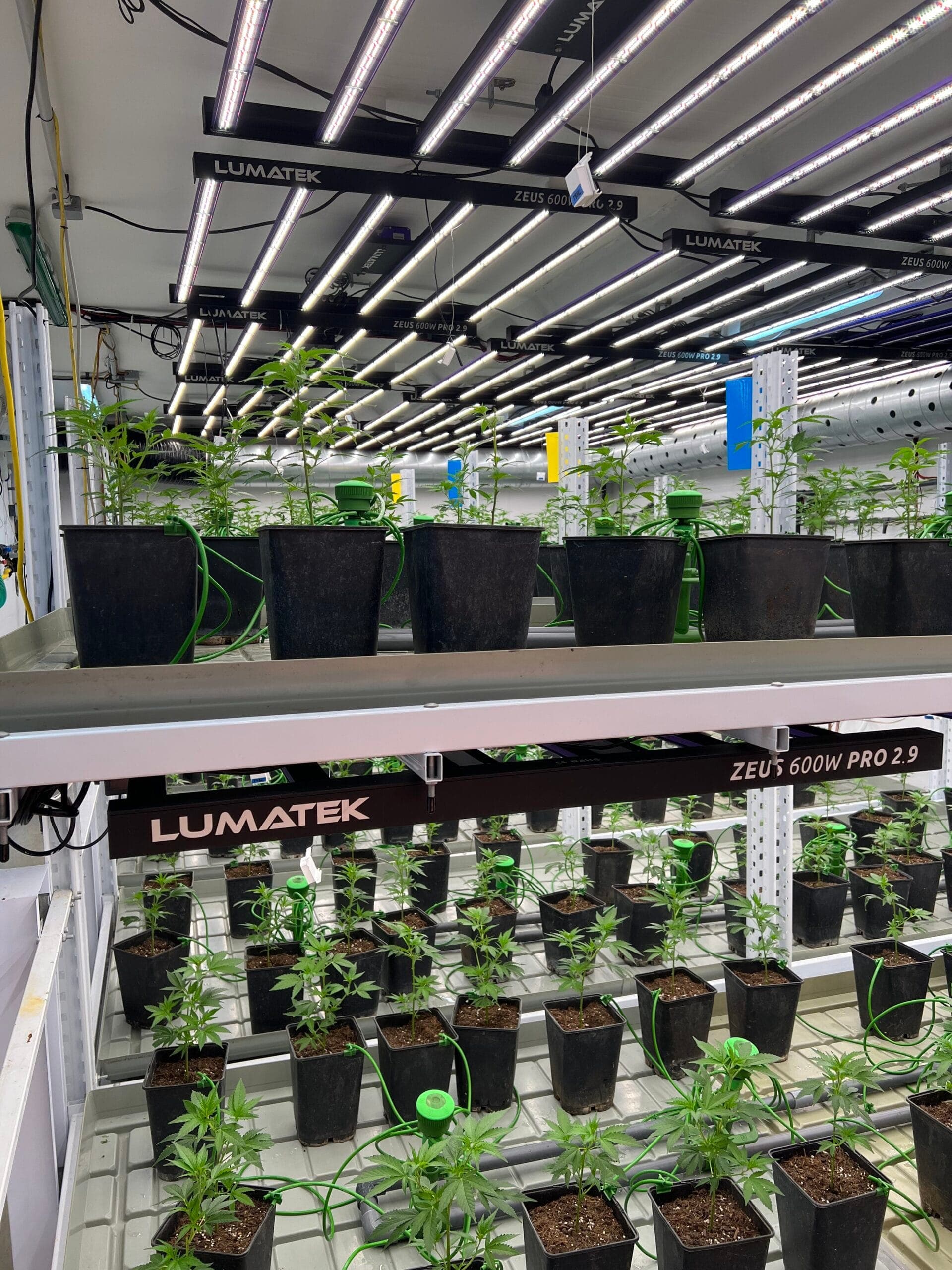 Elevate Cannabis Club Remstal — Bild 1