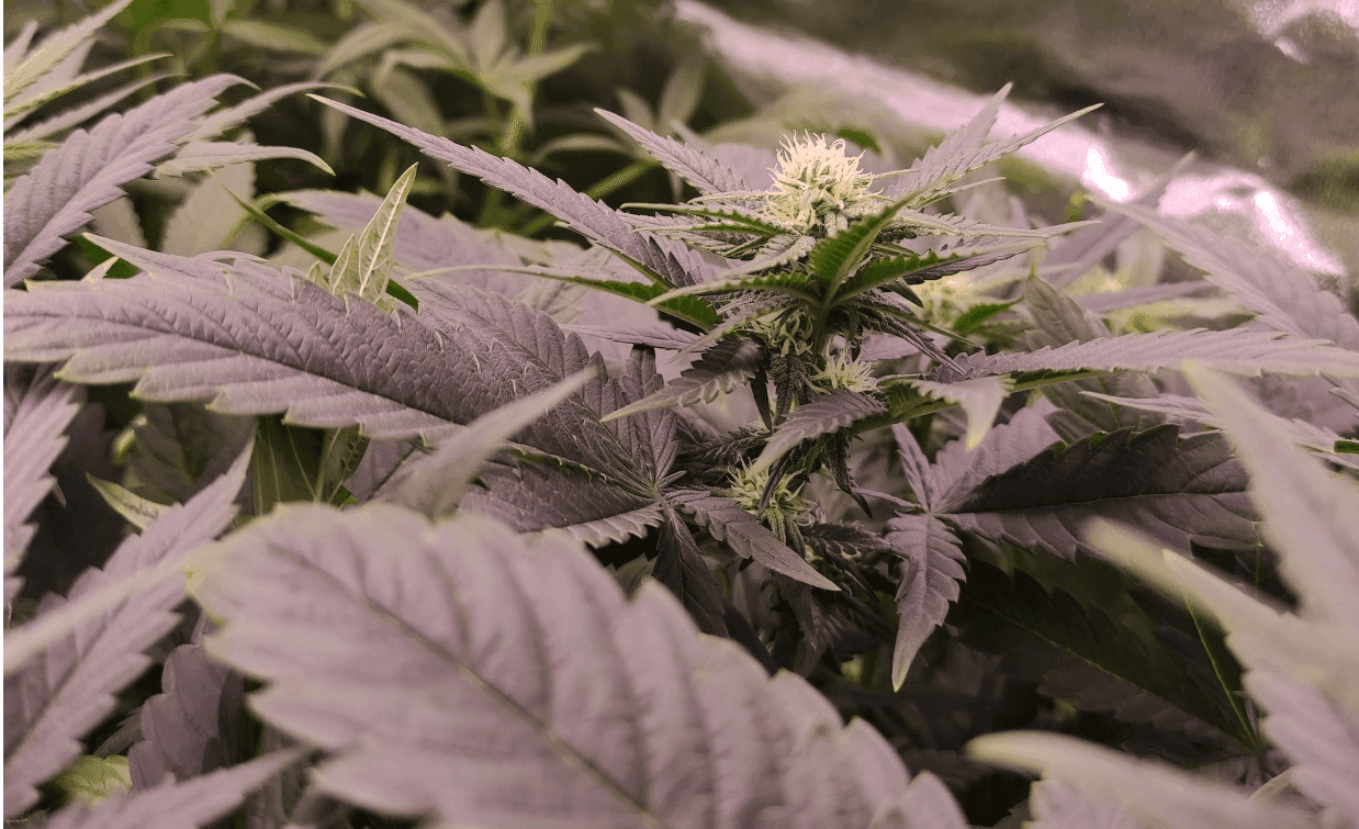 Cannabis Social Club Schwoiga - CSC Schwaikheim) — Bild 2