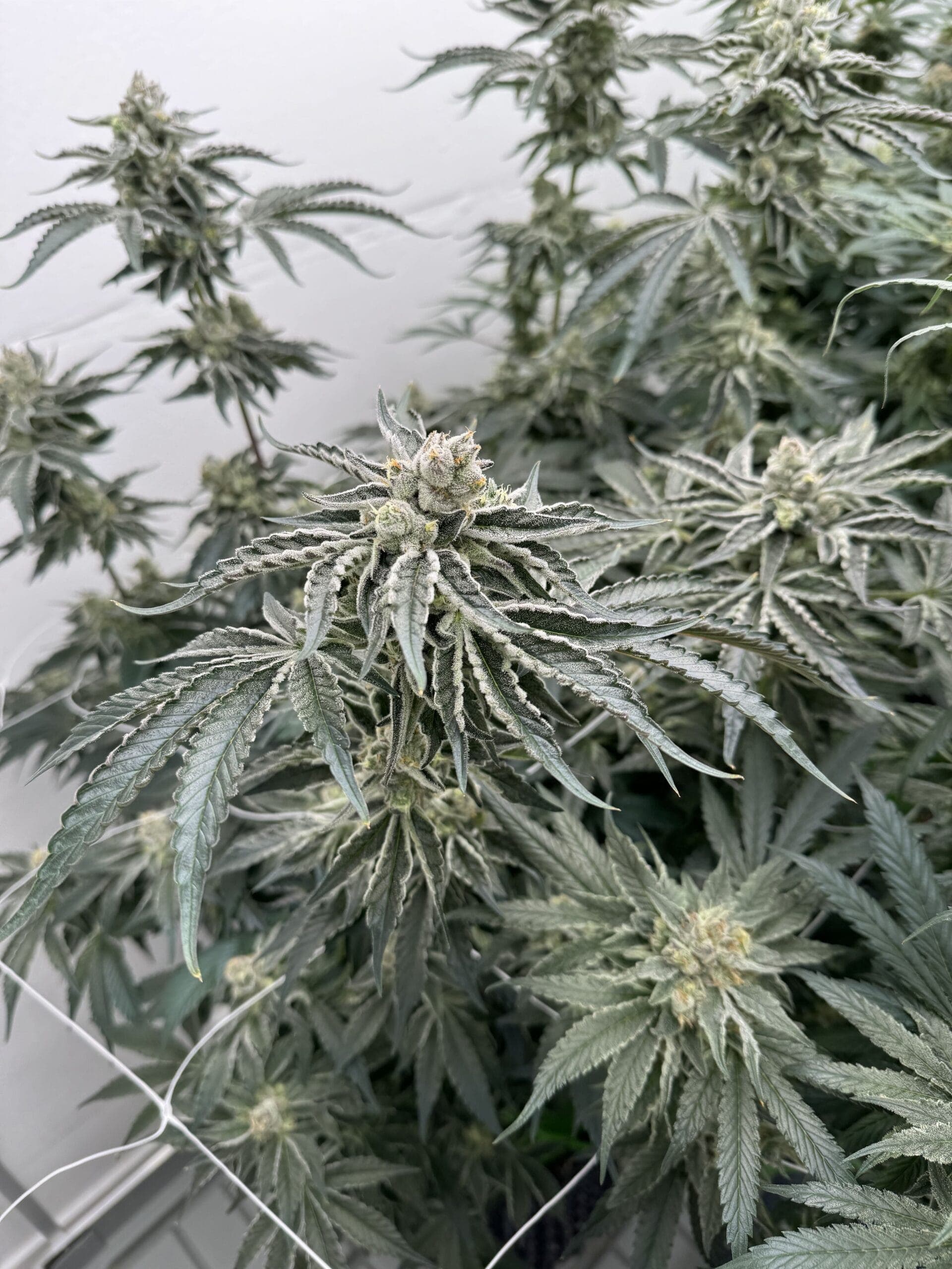Cannabis Social Club Dübelstüberl e.V. — Bild 3