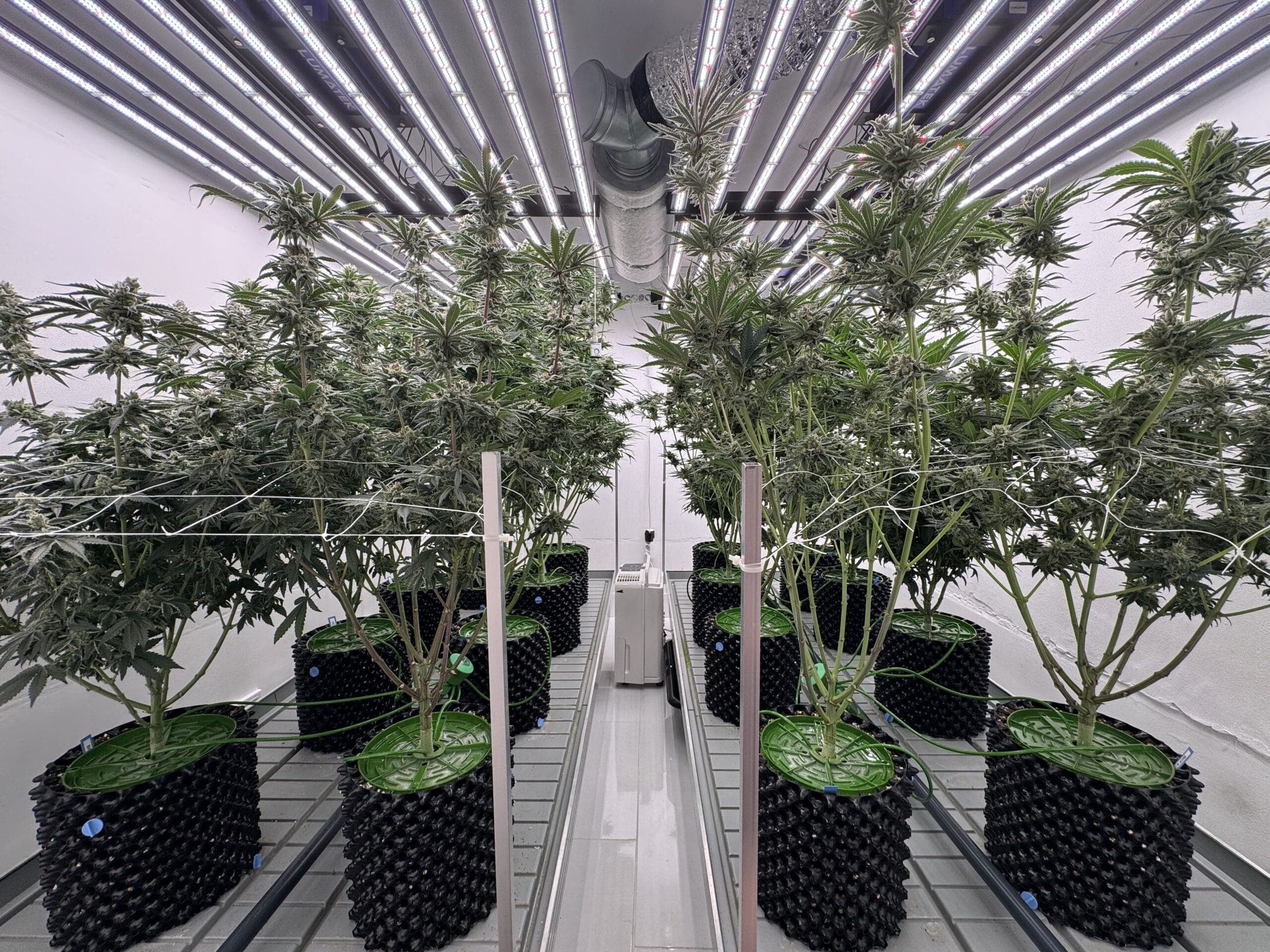 Cannabis Social Club Dübelstüberl e.V. — Bild 2