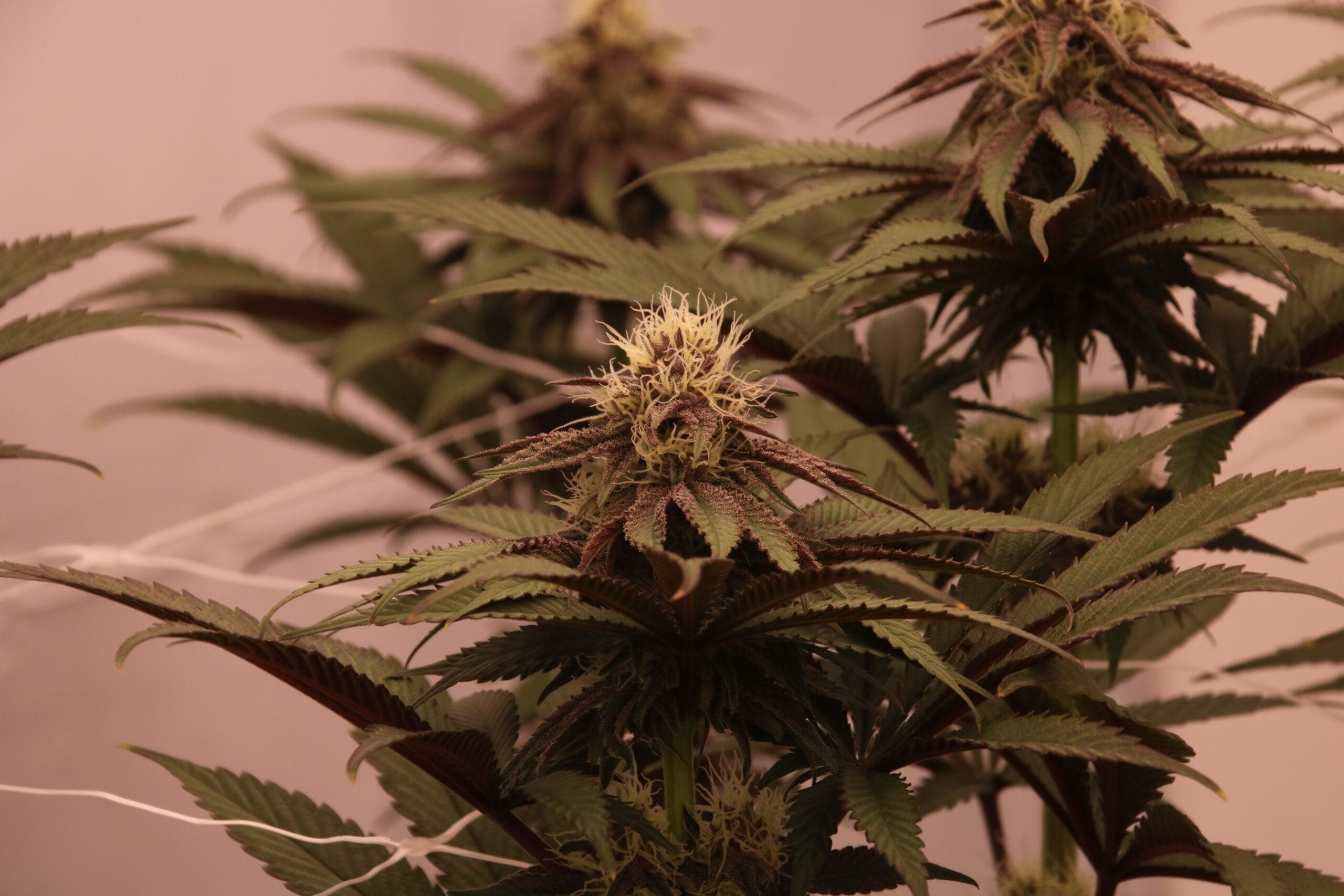 Cannabis Social Club Dübelstüberl e.V. — Bild 1