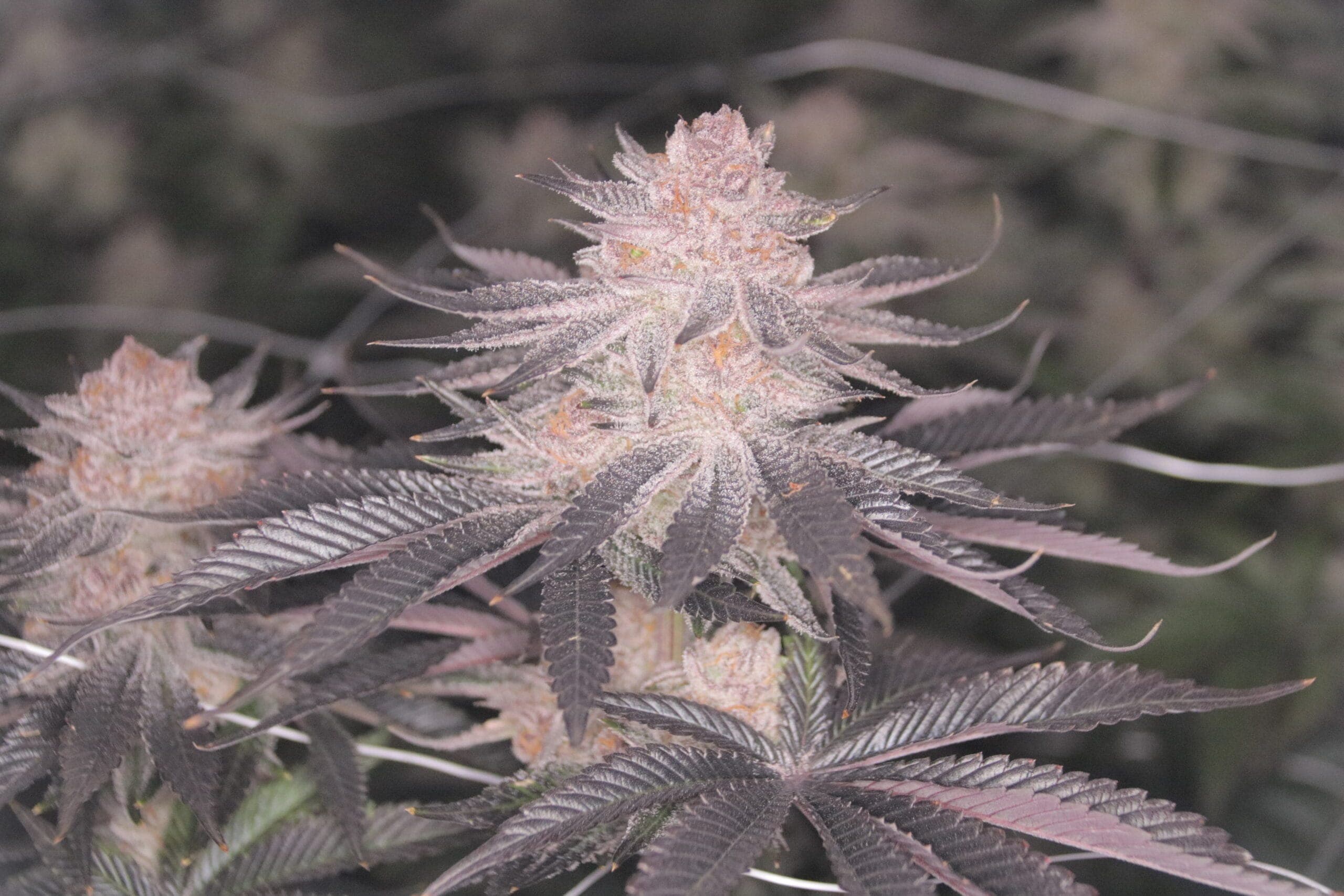 Cannabis Social Club Dübelstüberl e.V. — Bild 5
