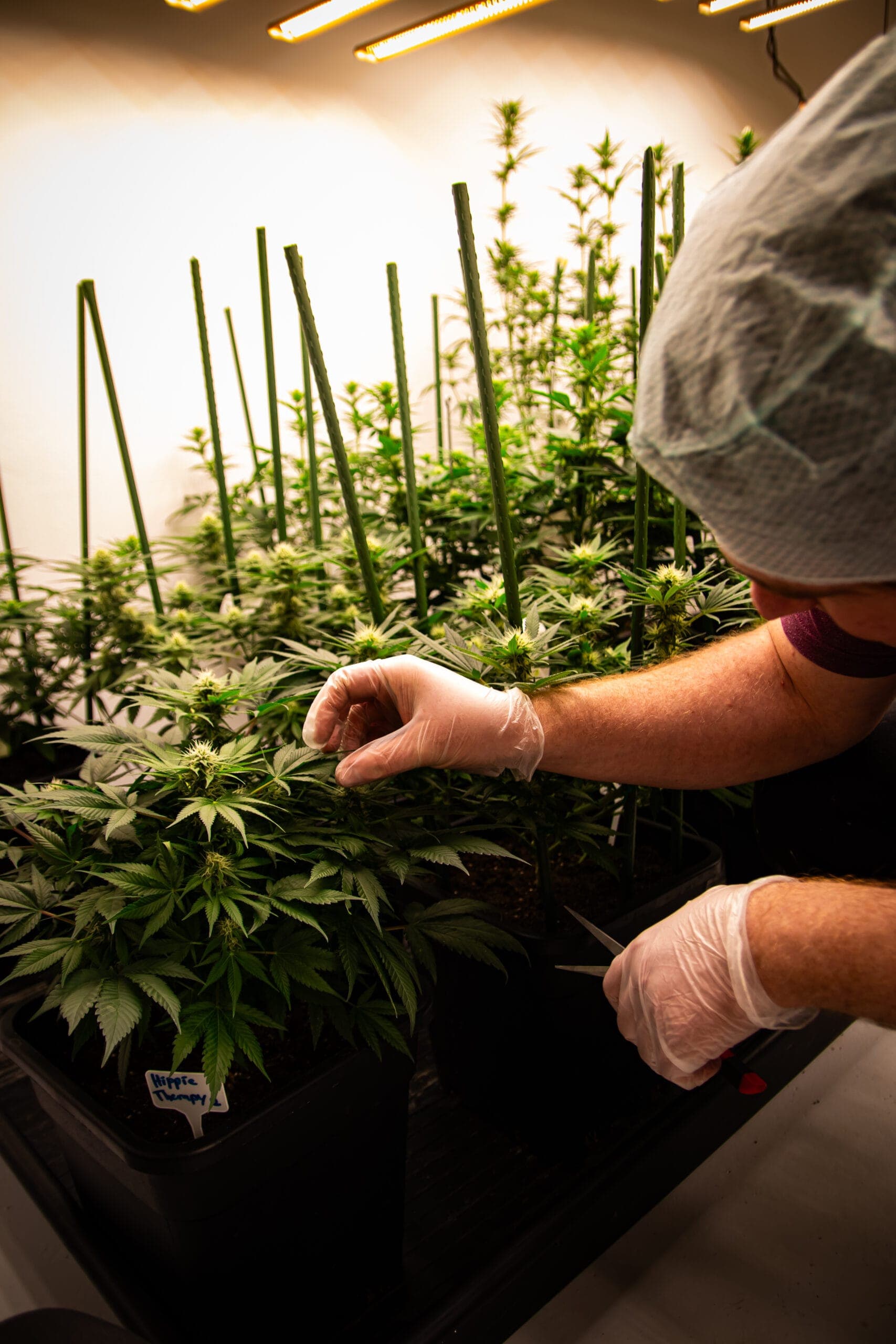 Cannabis Social Club Weimar e.V. — Bild 2