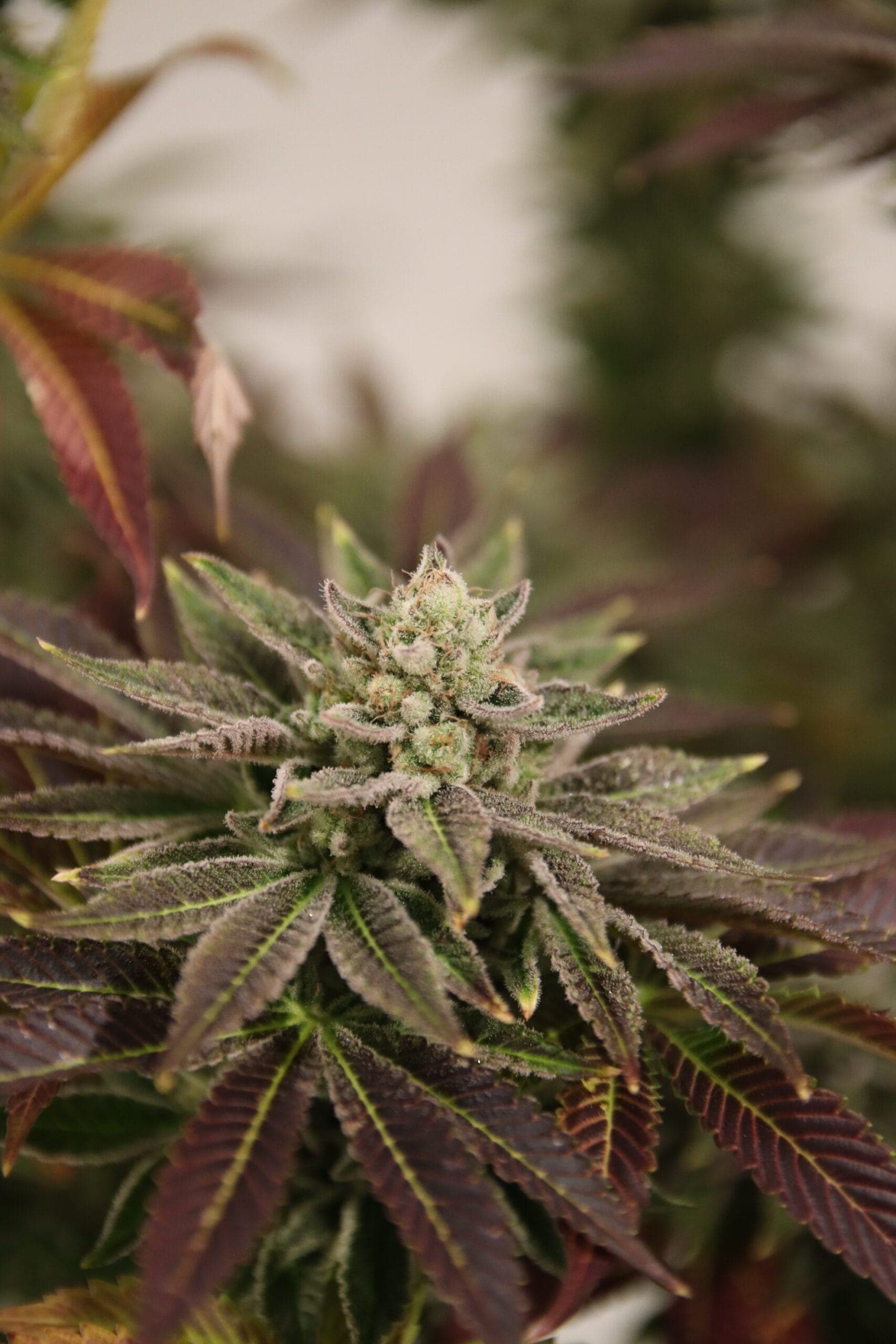 Cannabis Social Club Weimar e.V. — Bild 3