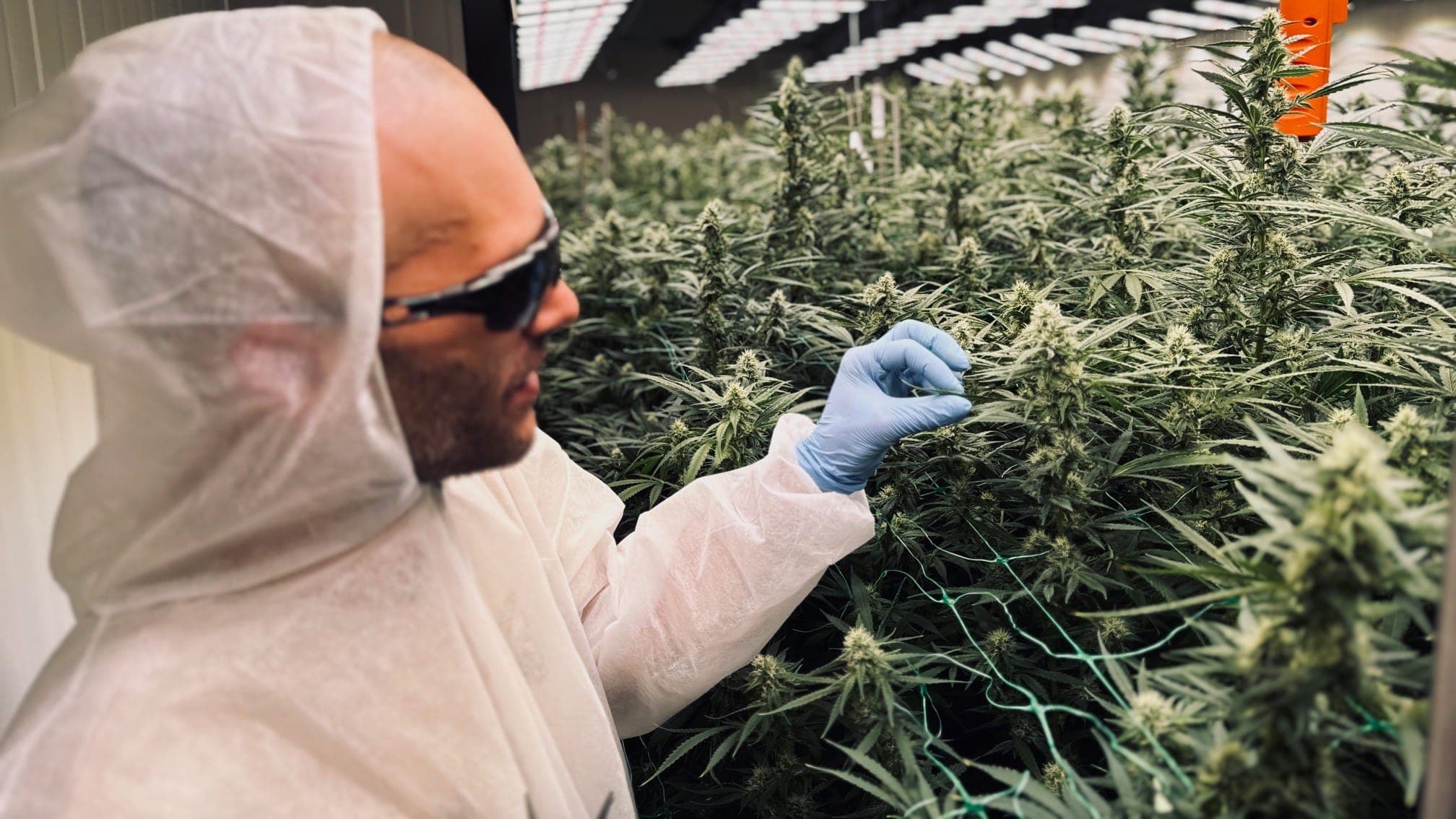 Cannabis Social Club Rhoihesse — Bild 1
