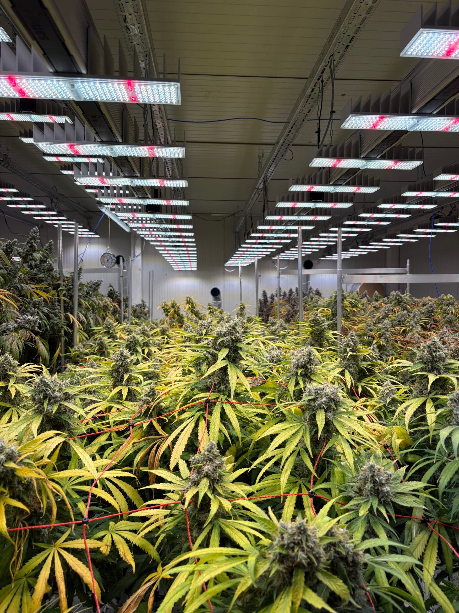 CSC HeimatHanf e.V — Bild 4
