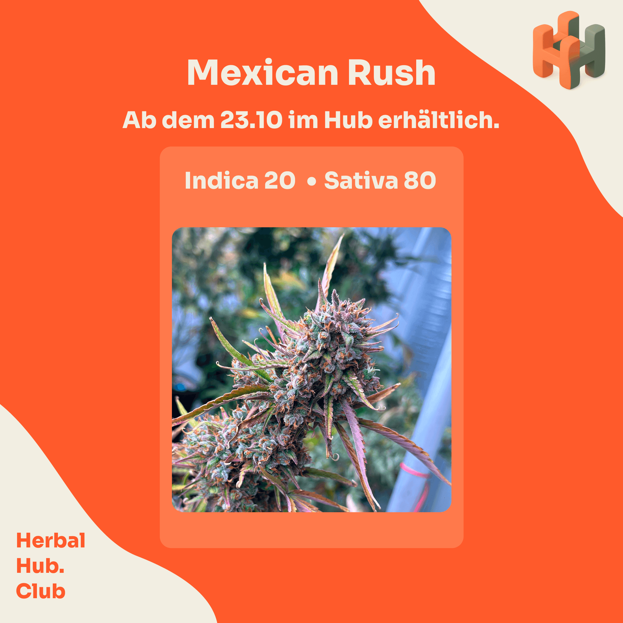 Herbal Hub e.V. — Bild 4