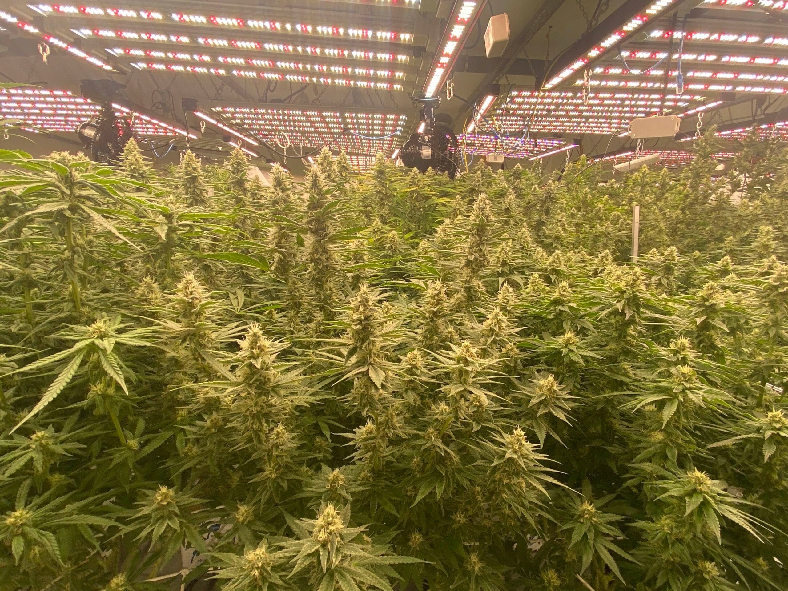Cannabis Social Club Endstation — Bild 3
