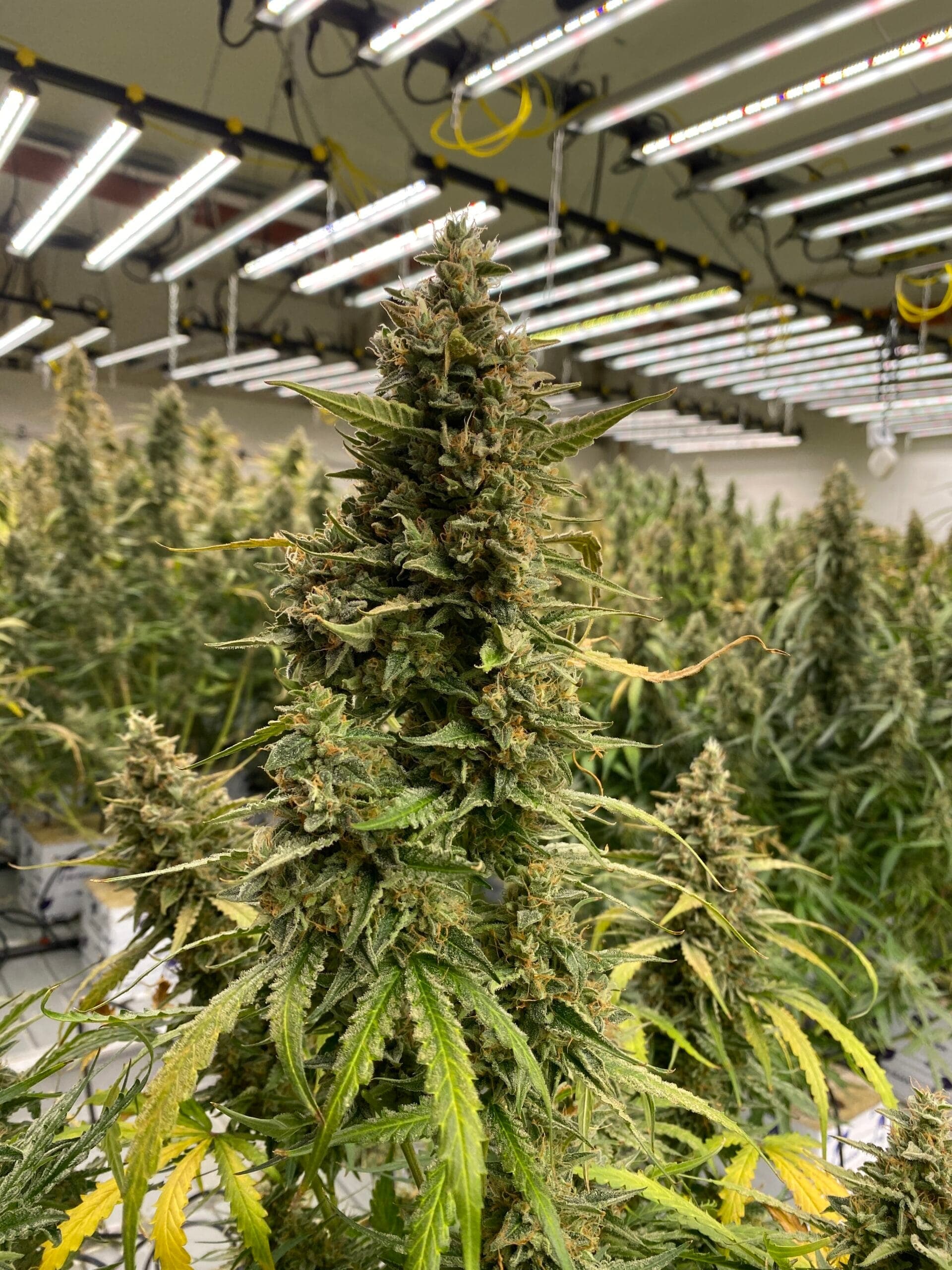 Cannabis Social Club Endstation — Bild 4
