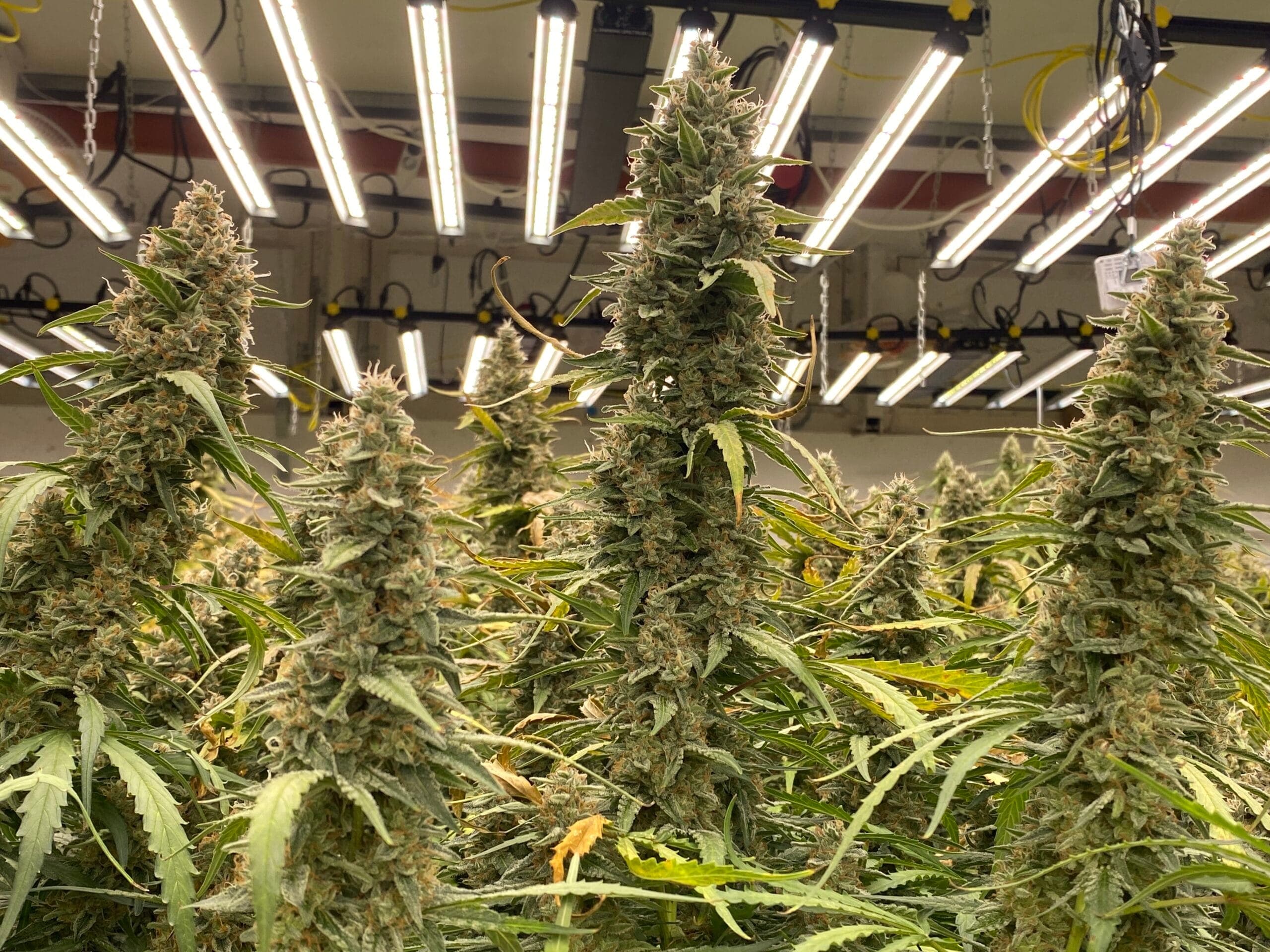 Cannabis Social Club Endstation — Bild 1