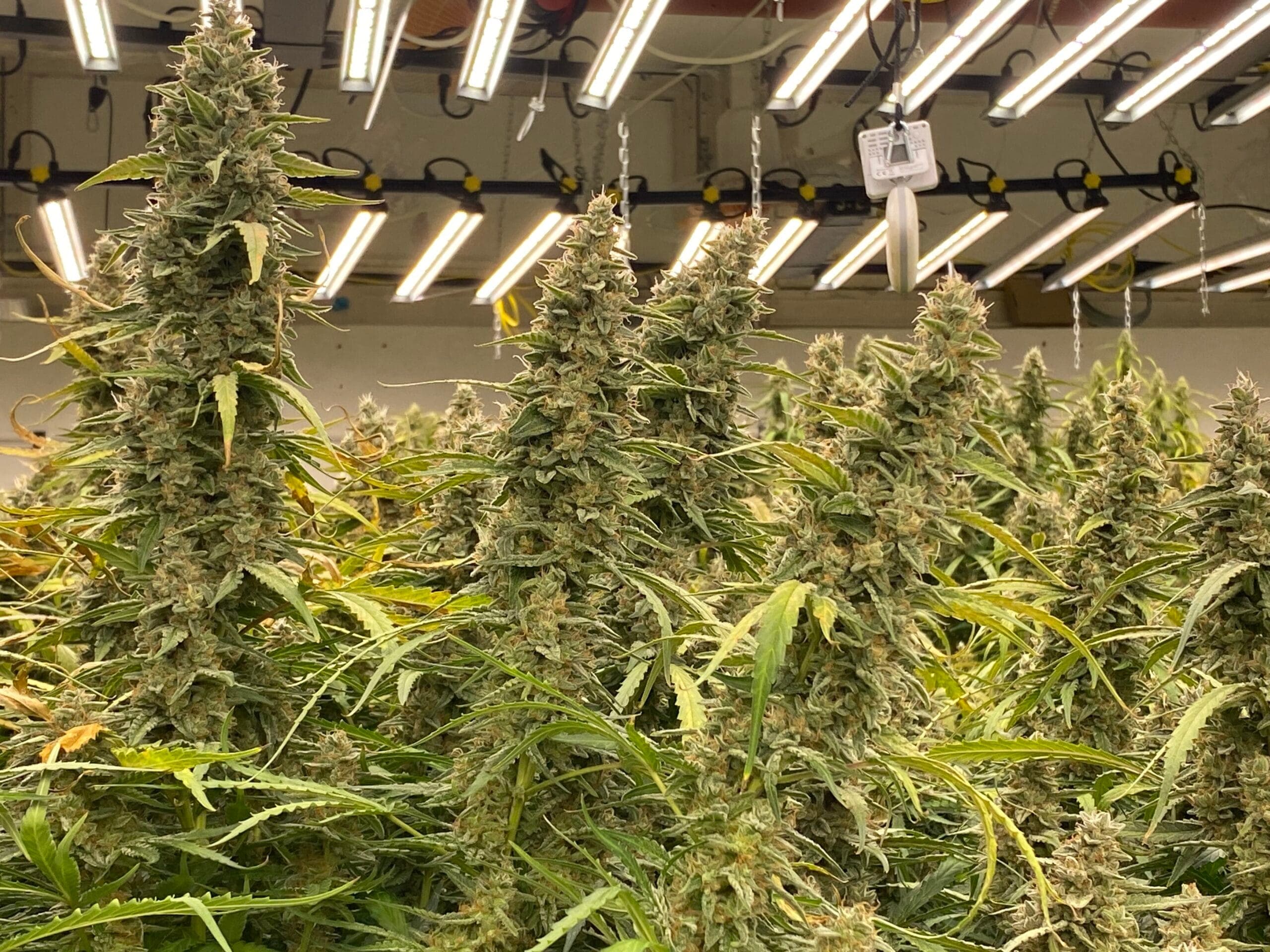 Cannabis Social Club Endstation — Bild 2
