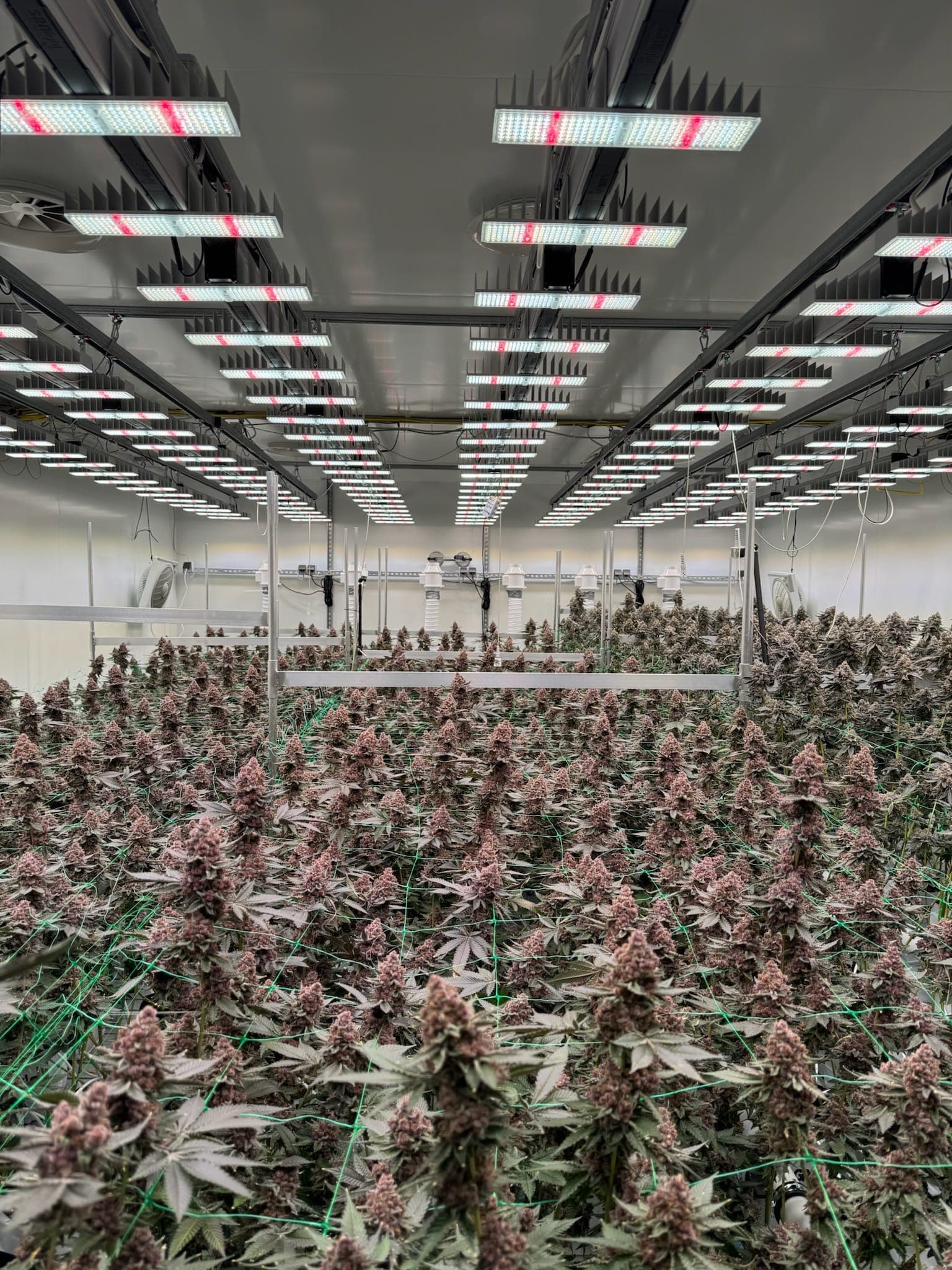 Cannabis Social Club Nahe e.V. — Bild 3