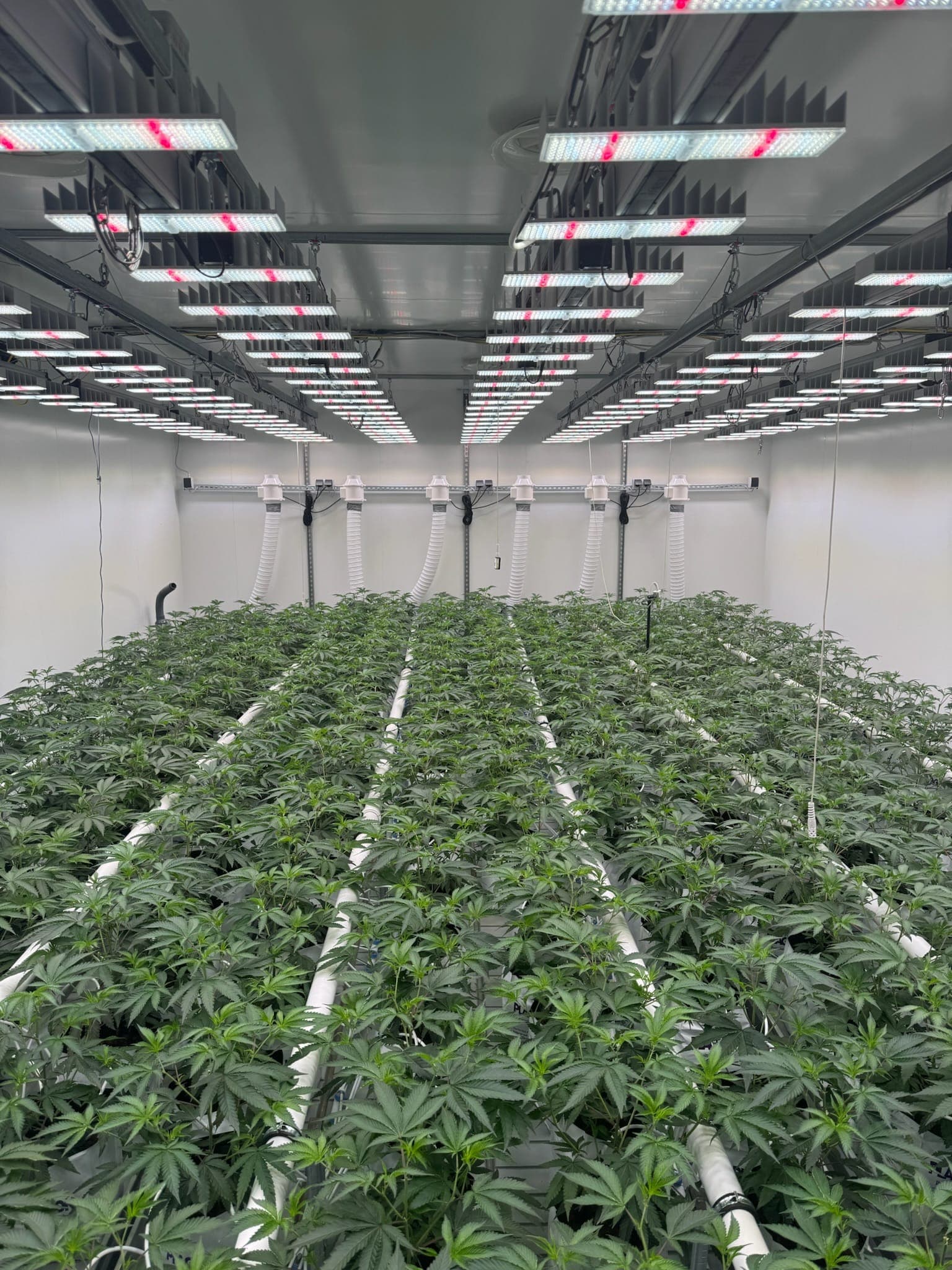 Cannabis Social Club Nahe e.V. — Bild 2