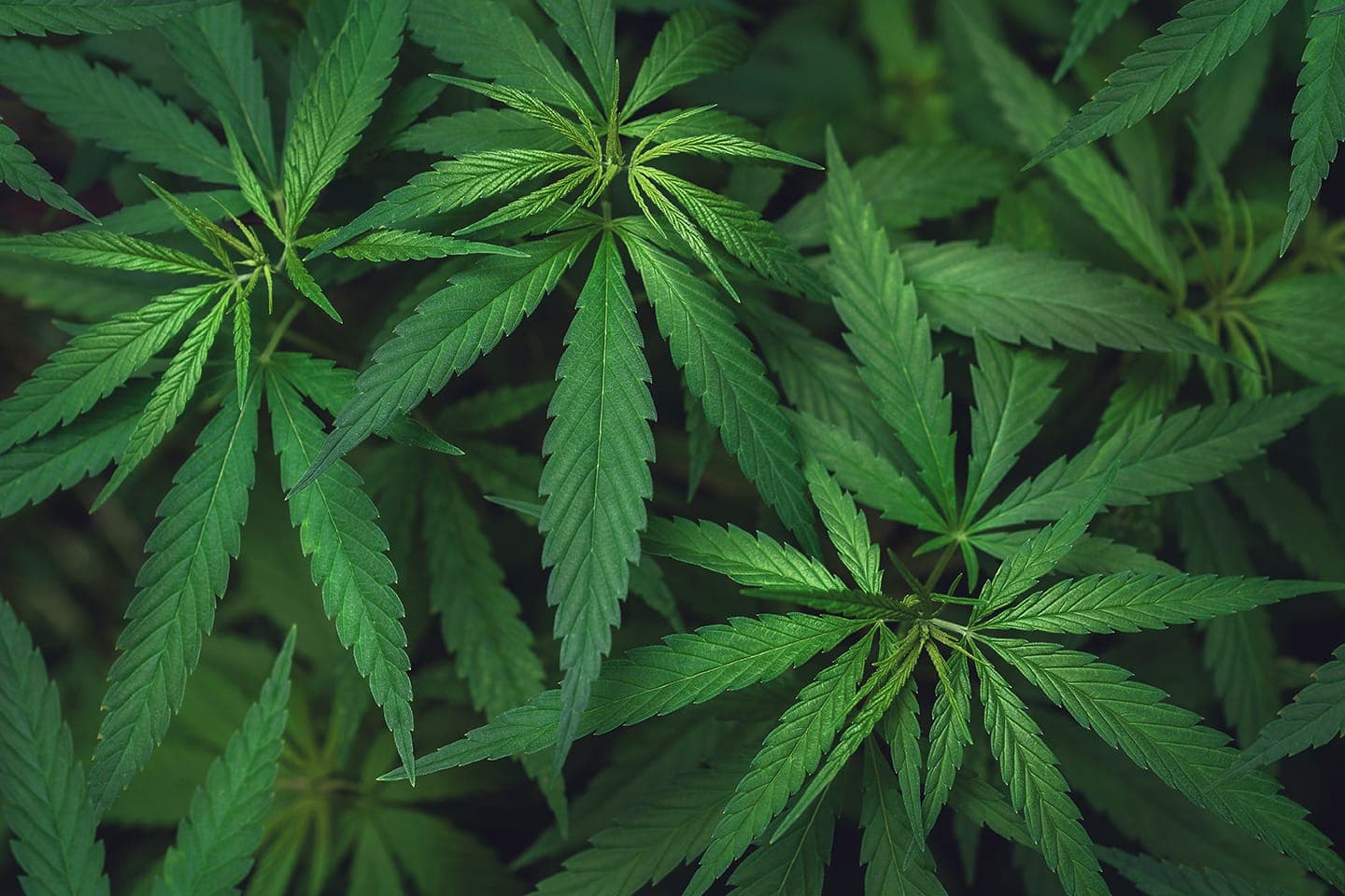 Cannabis Anbau Verein Tübingen — Bild 1