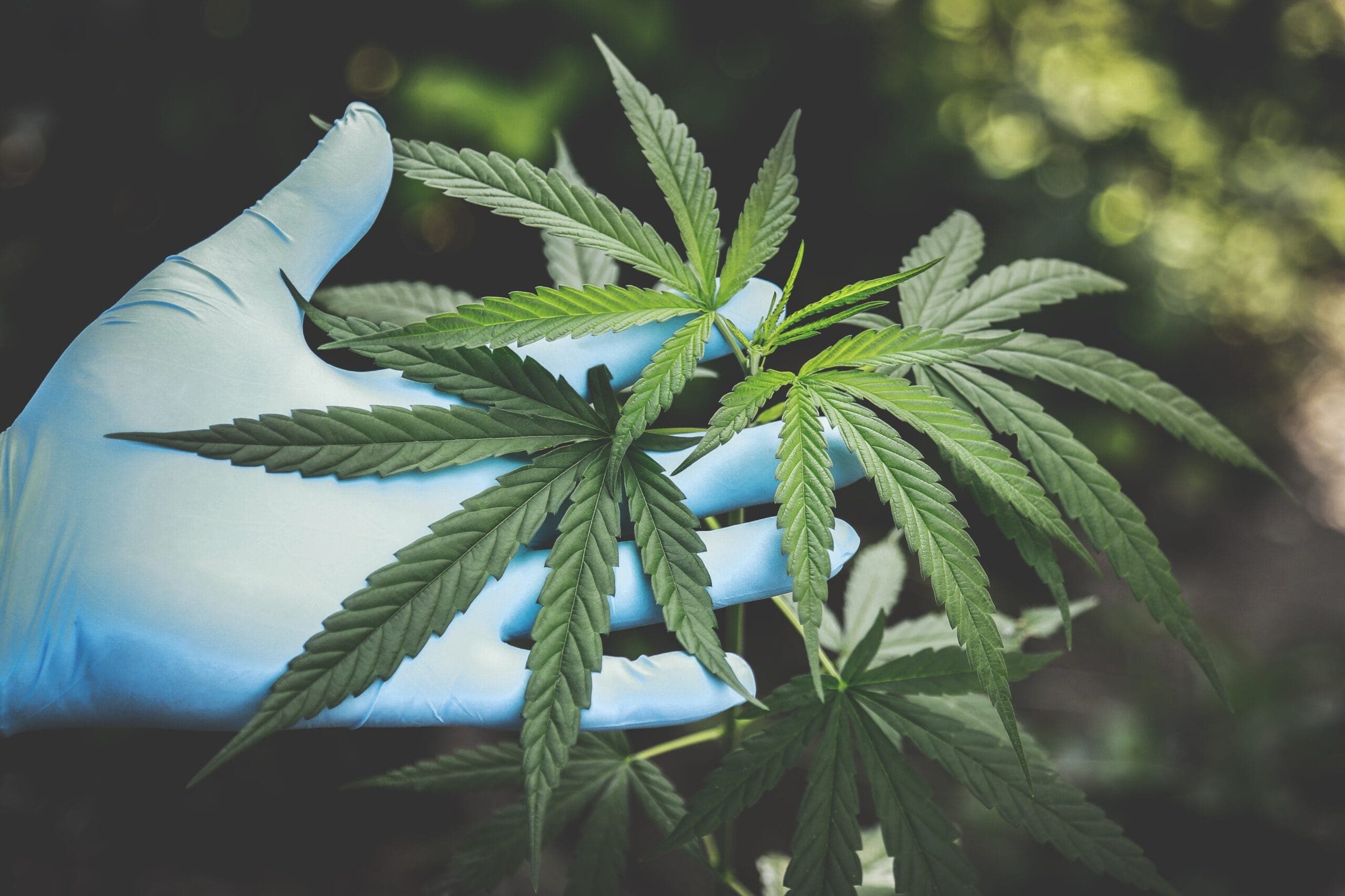 Brandenburg Cannabis Social Club — Bild 1