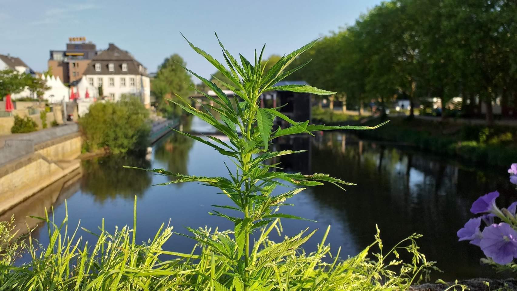 Hanffreunde Rheine — Bild 1