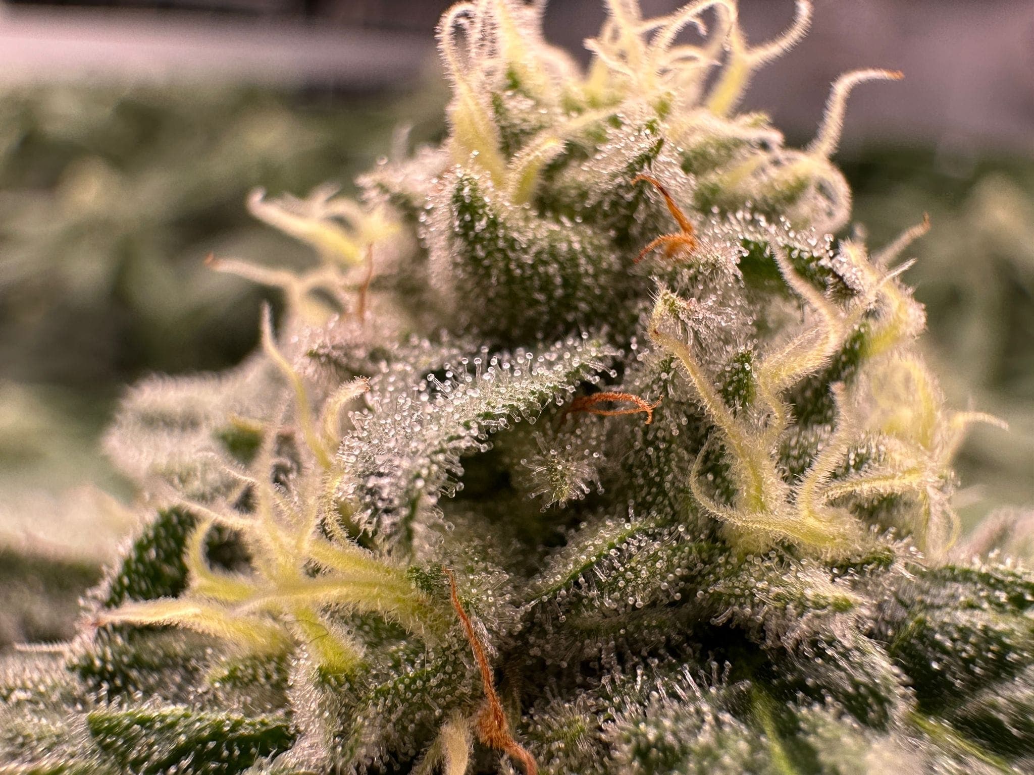 Elevate Cannabis Club Remstal — Bild 3