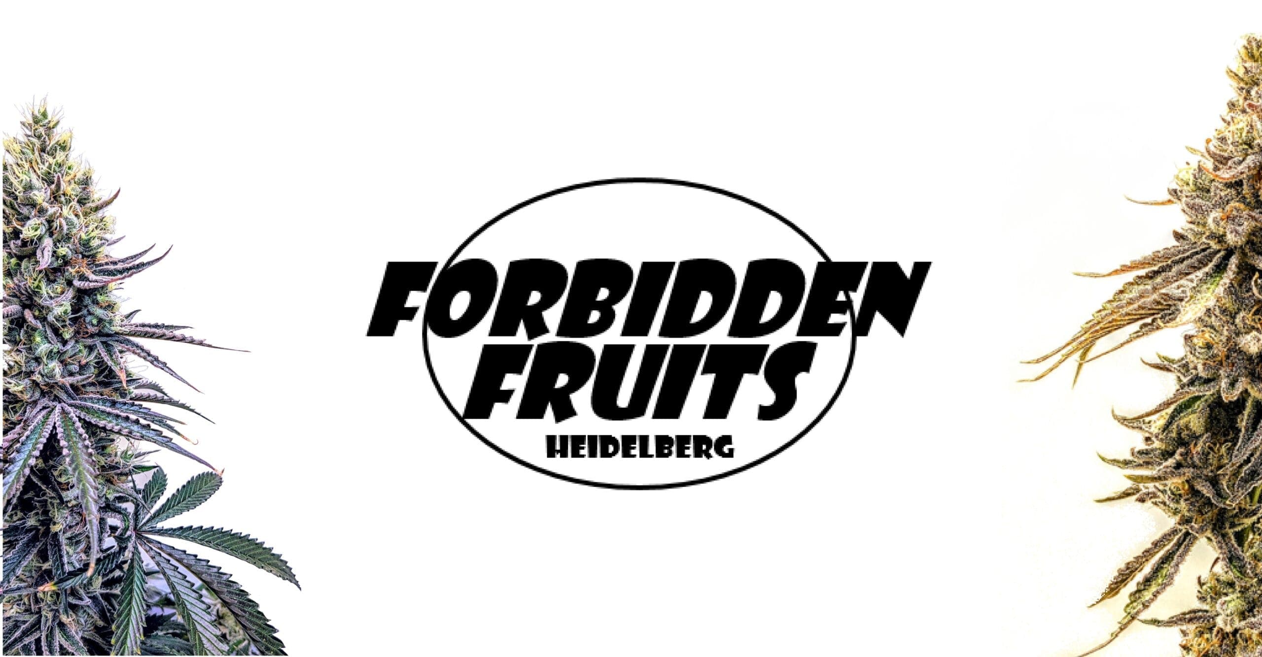 Forbidden Fruits Club, Heidelberg — Bild 2