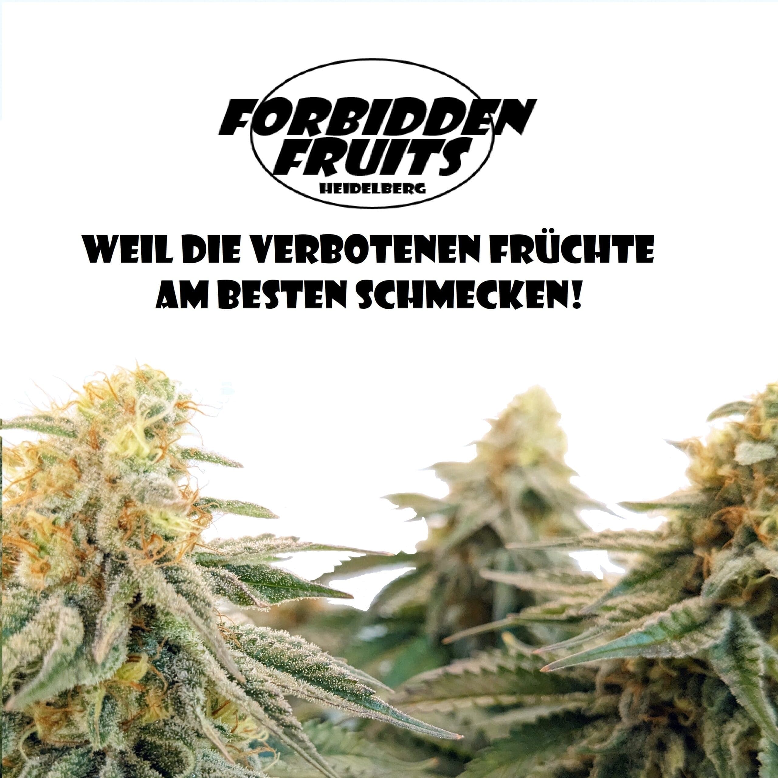 Forbidden Fruits Club, Heidelberg — Bild 1