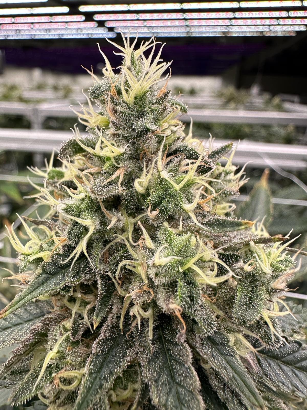 Elevate Cannabis Club Remstal — Bild 2