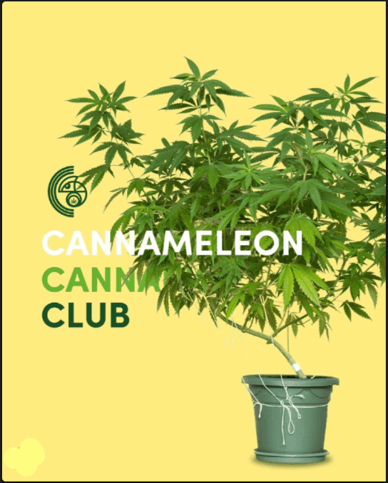 Cannameleon Cannabis Club Bad Mergentheim — Bild 3
