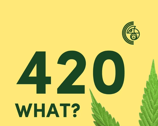 Cannameleon Cannabis Club Bad Mergentheim — Bild 2