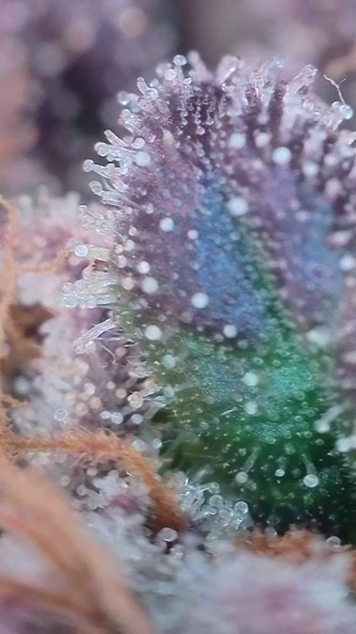 Cannabis Social Club Schwoiga - CSC Schwaikheim) — Bild 3