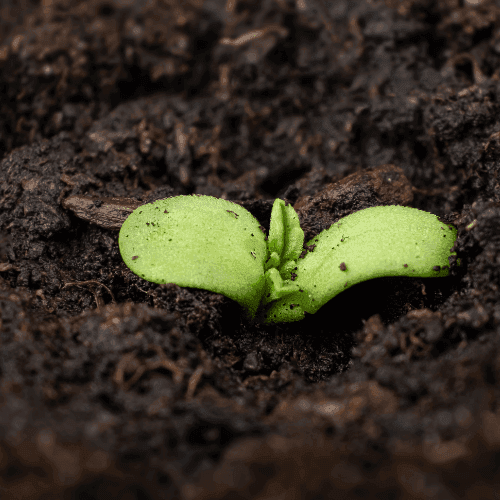 Local-Leafs Cannabis Club e. V. Hanau — Bild 1