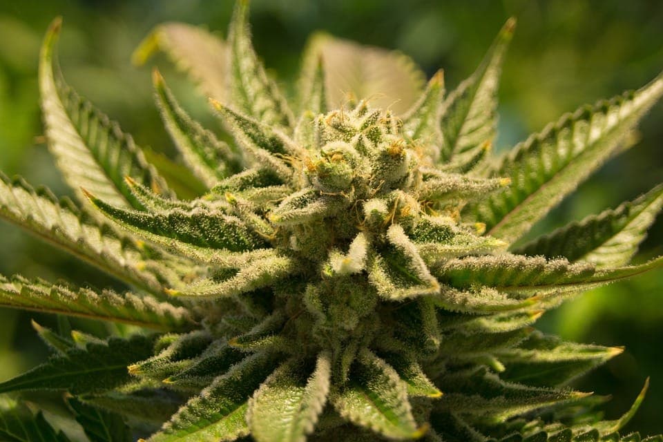 Kawika Cannabis Club e. V. — Bild 1