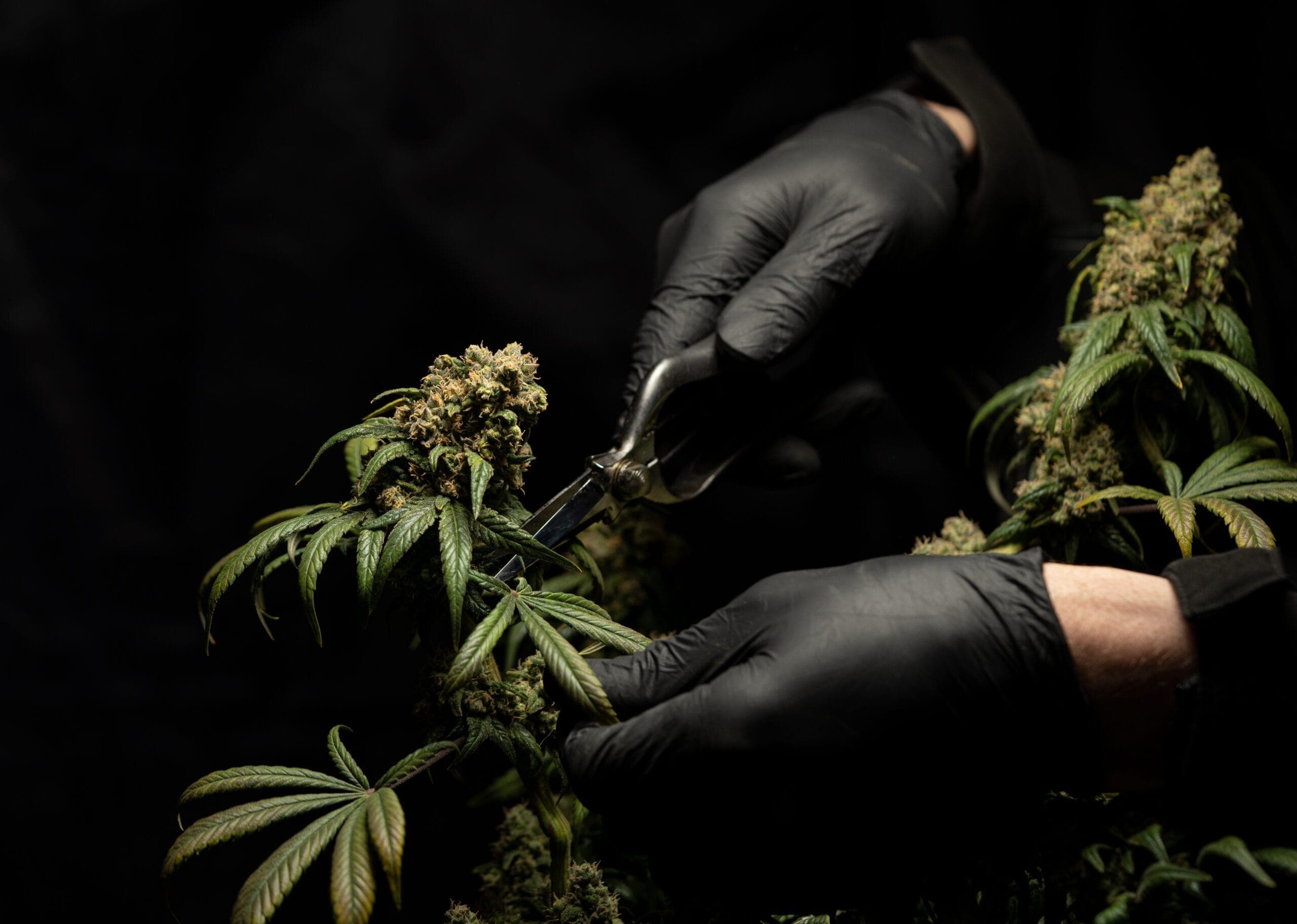 Cannabis Social Club Kempten (Allgäu) — Bild 3