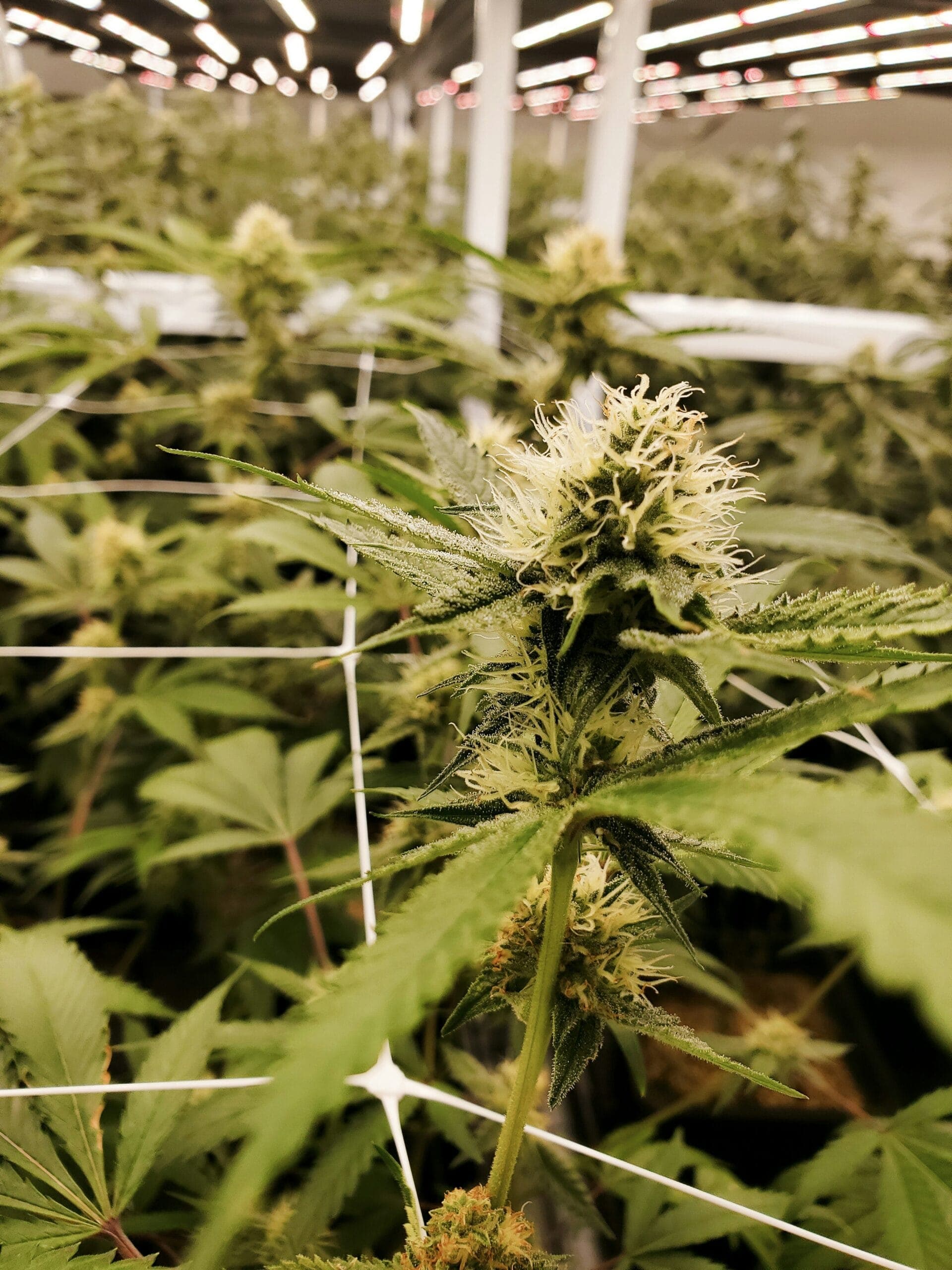 Cannabis Club Breitseite Koblenz — Bild 1