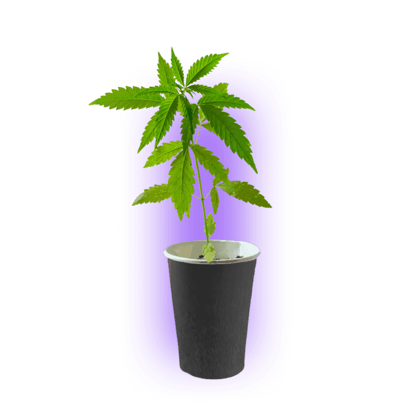 Cannabisclub-MV — Bild 1