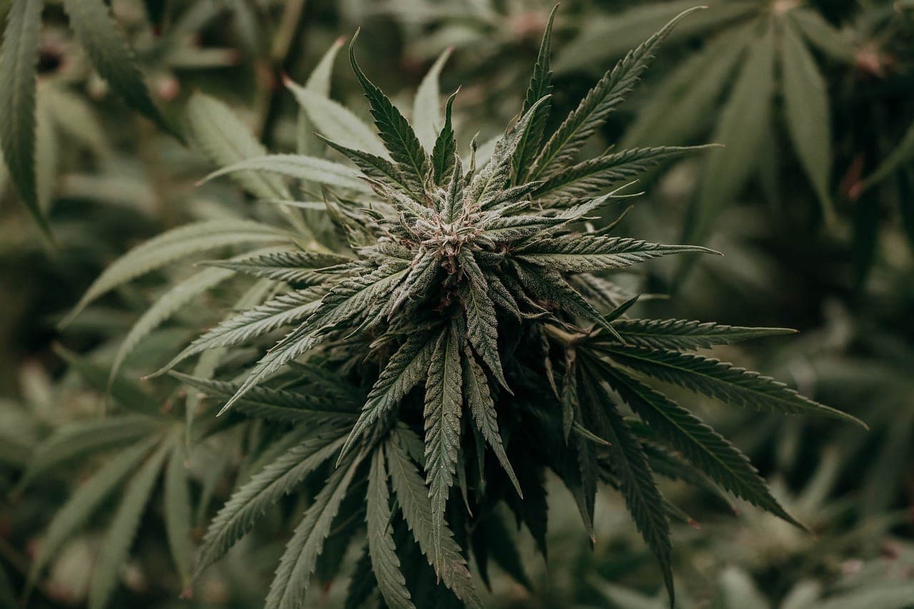 Cannabis Verein Leipzig e.V. — Bild 1