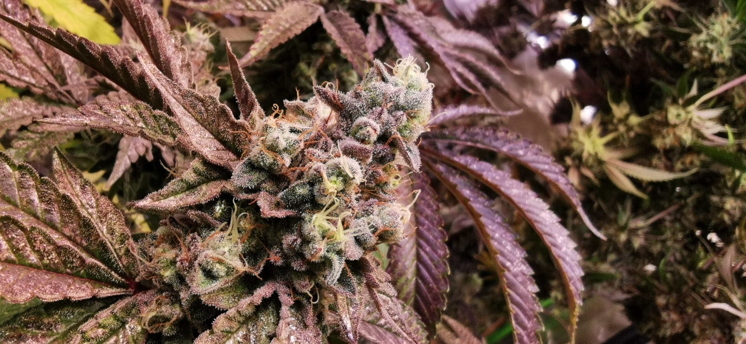 Luma Cannabis e.V. — Bild 1