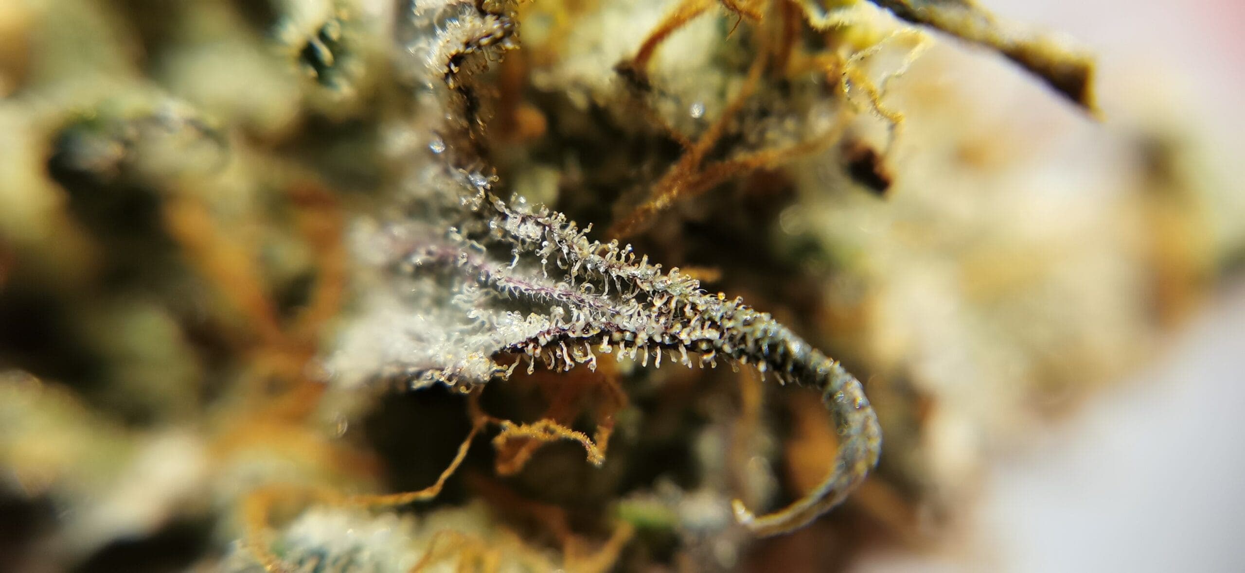 Luma Cannabis e.V. — Bild 2