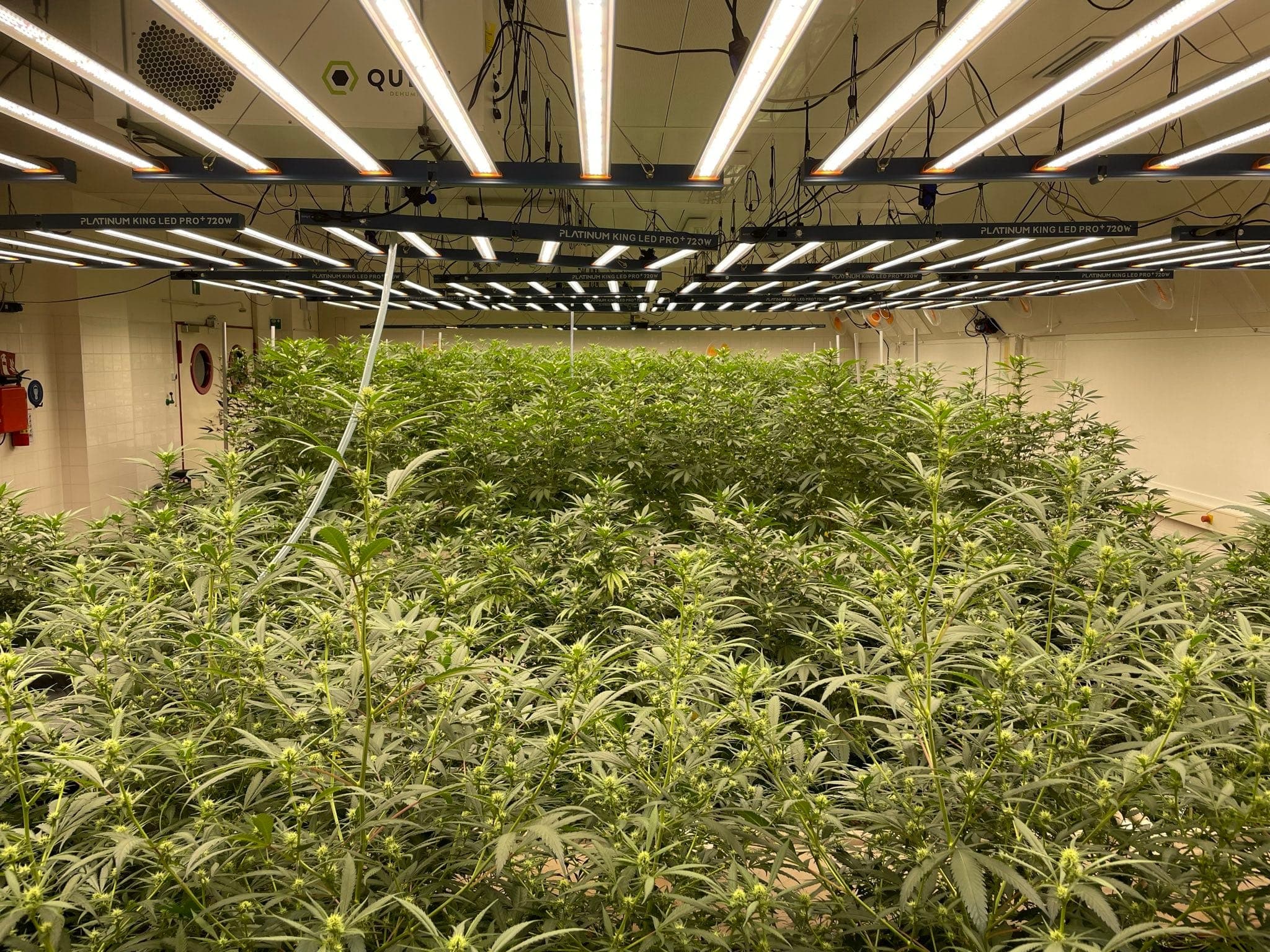 Cannabis Social Club Nordheide e.V. — Bild 2