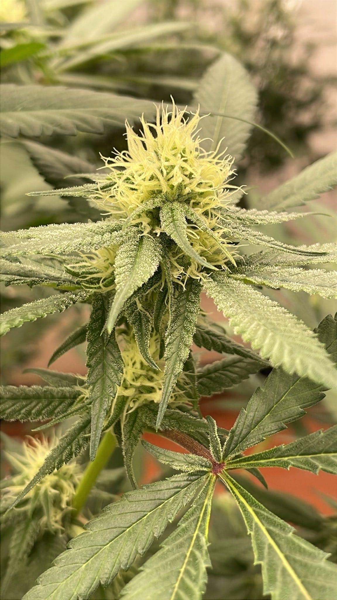Cannabis Social Club Nordheide e.V. — Bild 3