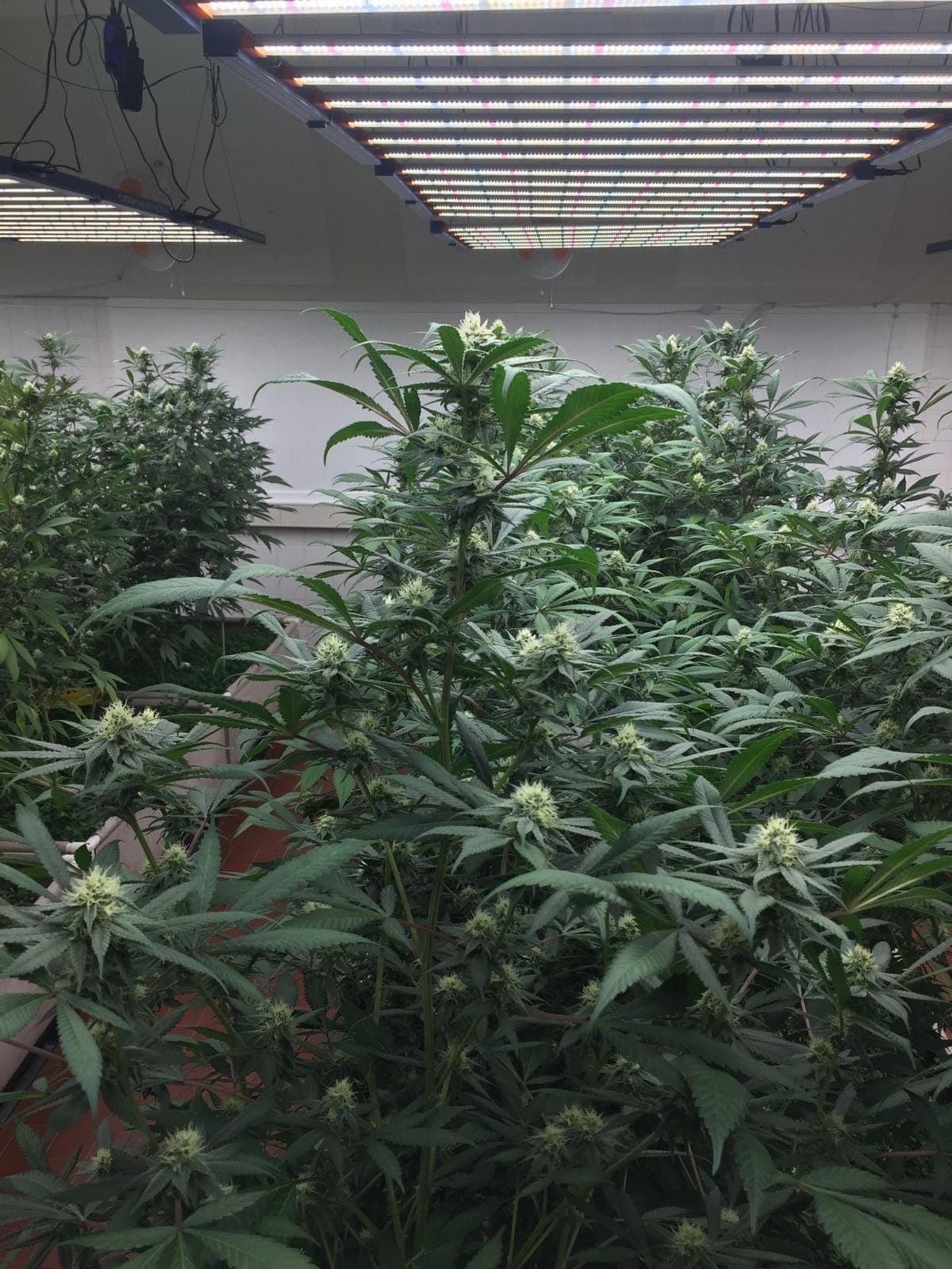 Cannabis Social Club Nordheide e.V. — Bild 4