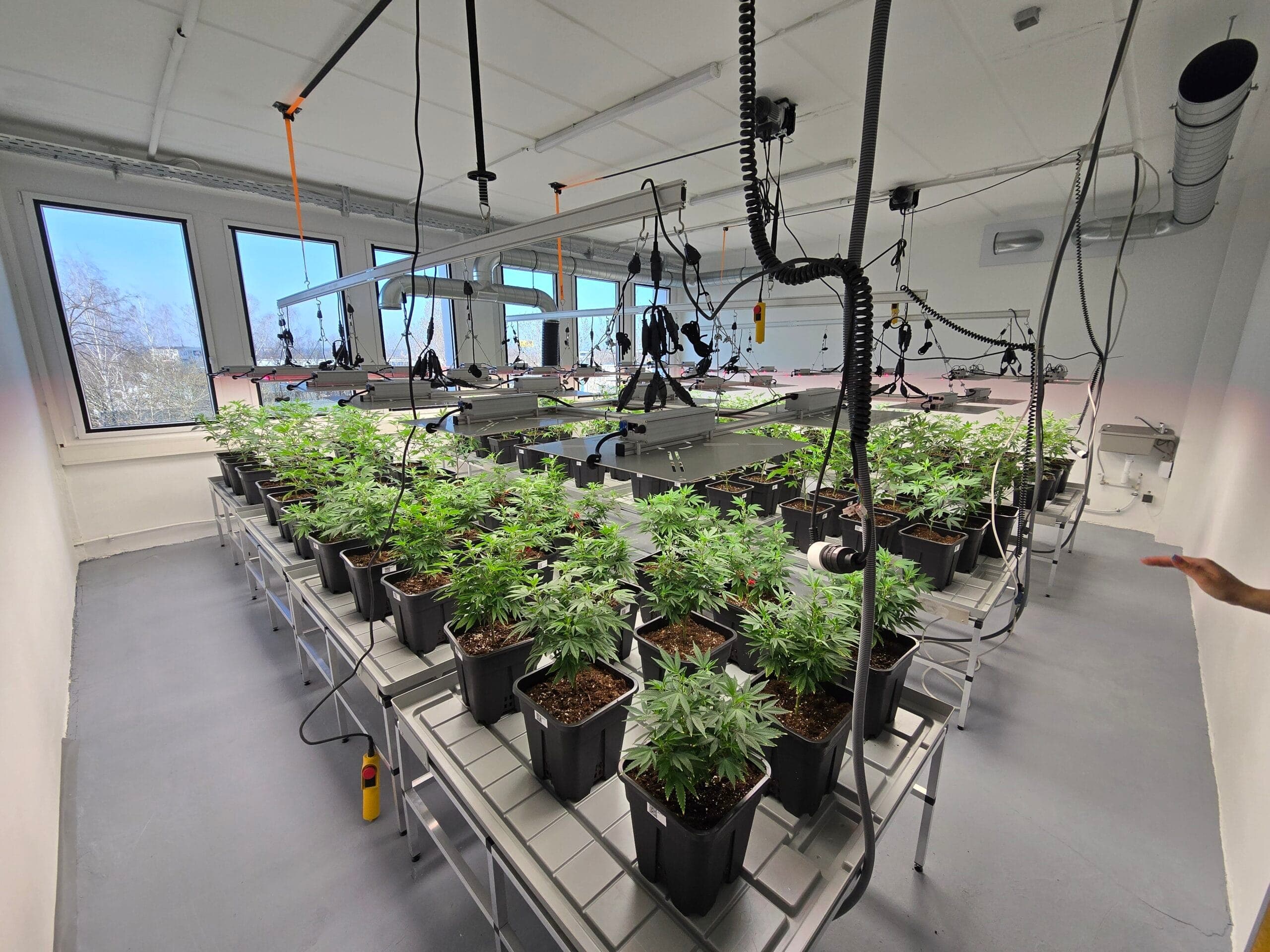 Cannabis Social Club Chemnitz e.V. — Bild 3
