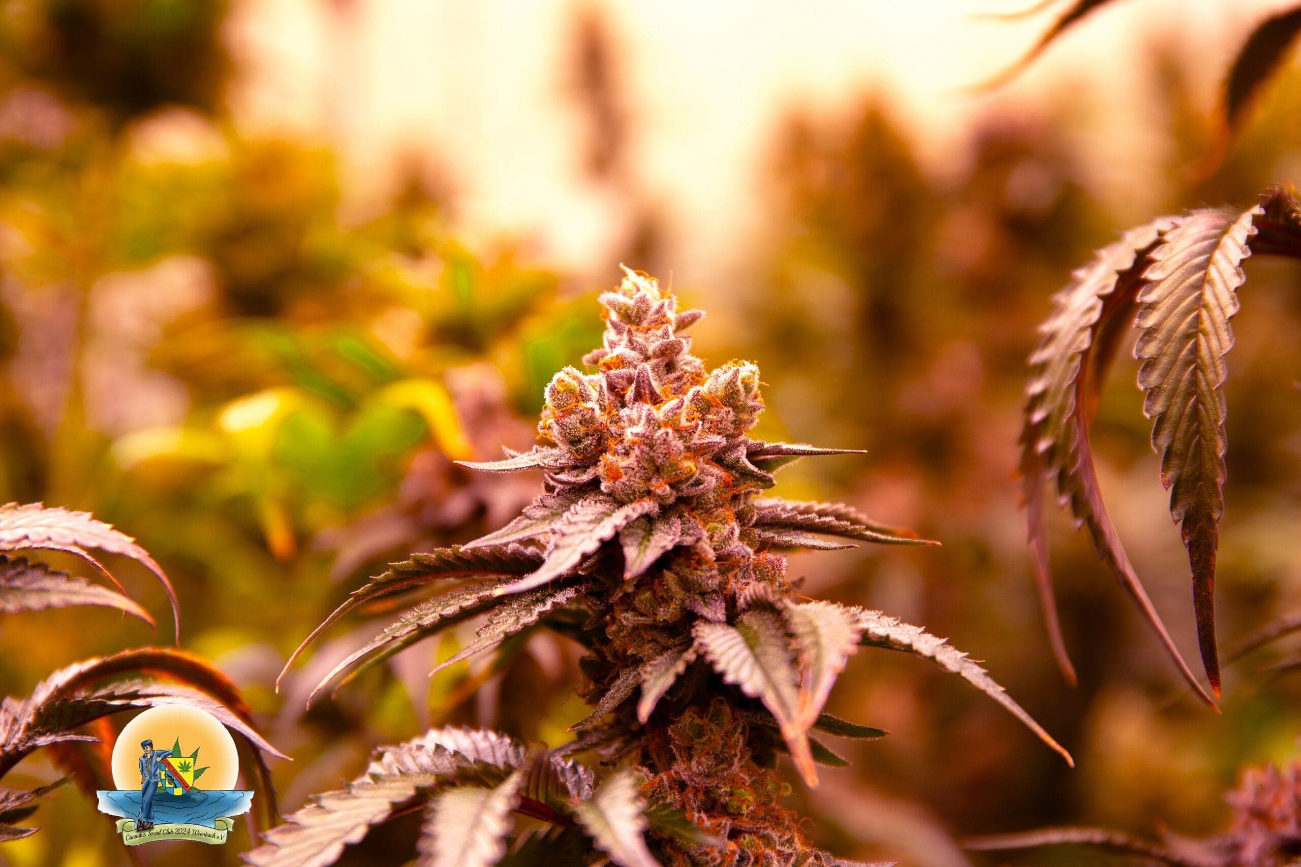 Cannabis Social Club 2024 Weierbach e.V. — Bild 5