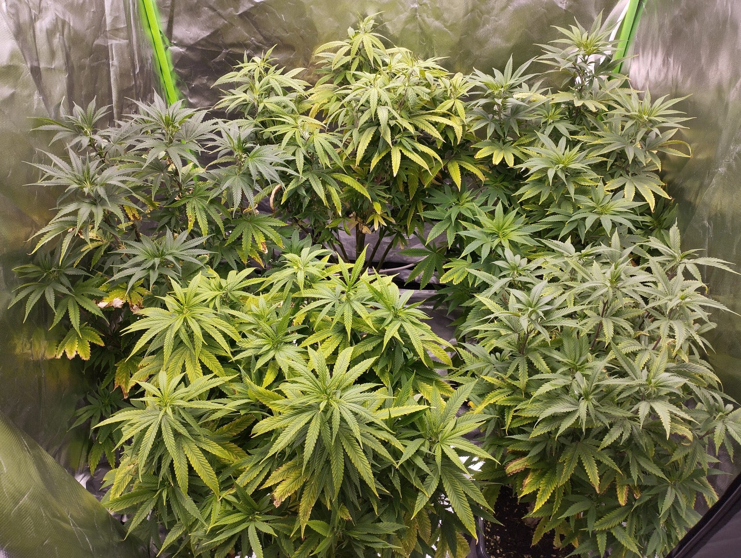 Cannabis Social Club Leipzig Süd e.V. — Bild 5
